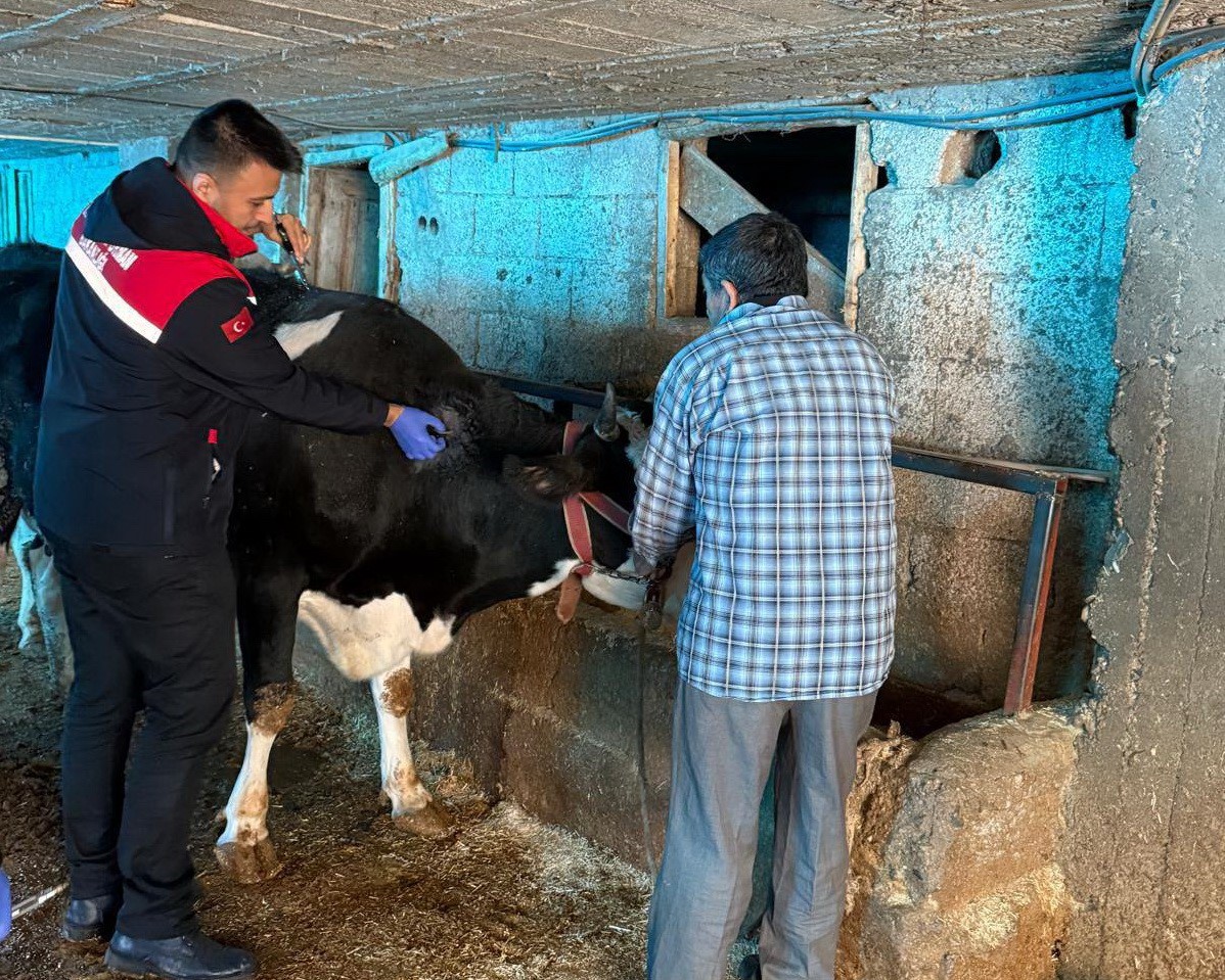 Zoonoz hastalıklarına karşı aşılama &ccedil;alışmaları s&uuml;r&uuml;yor
