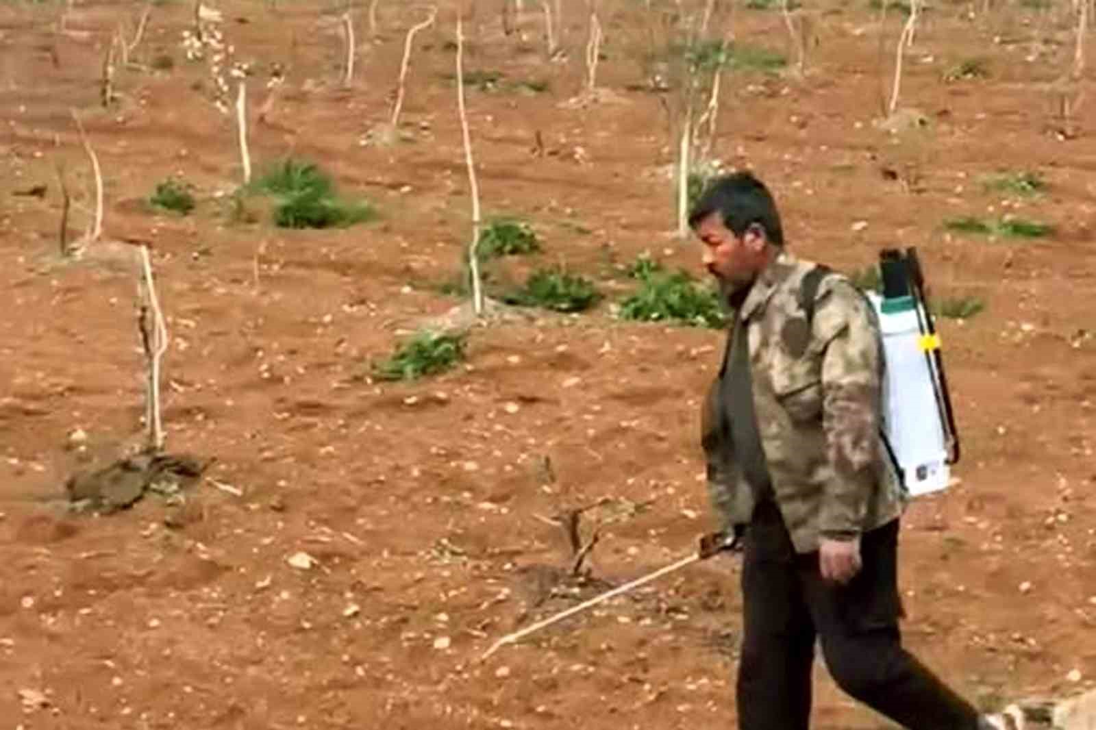 Araban&rsquo;da Antep fıstığı tarlalarında yabancı otlarla ila&ccedil;lı m&uuml;cadele
