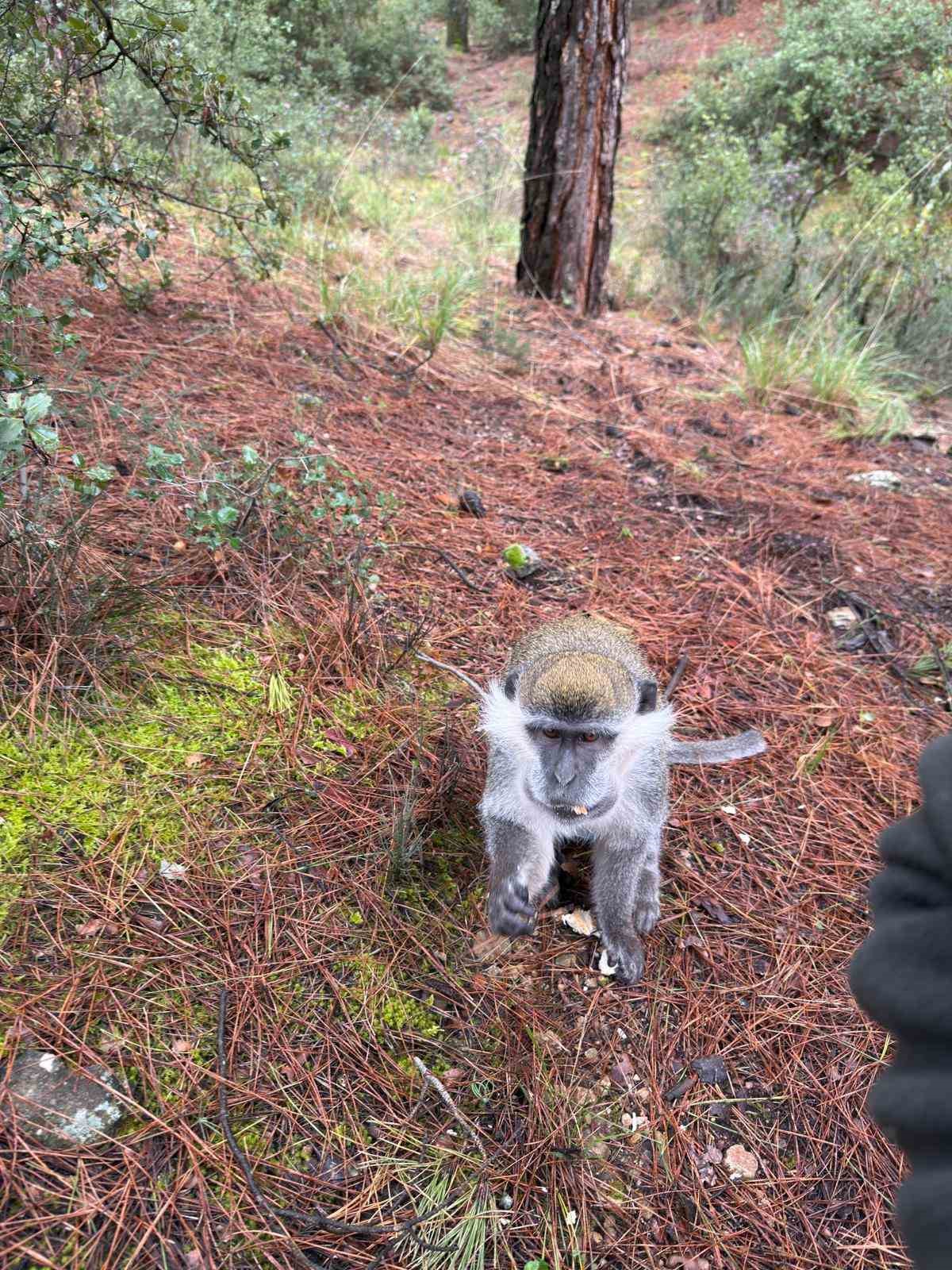 Mantar aramak i&ccedil;in &ccedil;ıktığı doğada maymun buldu
