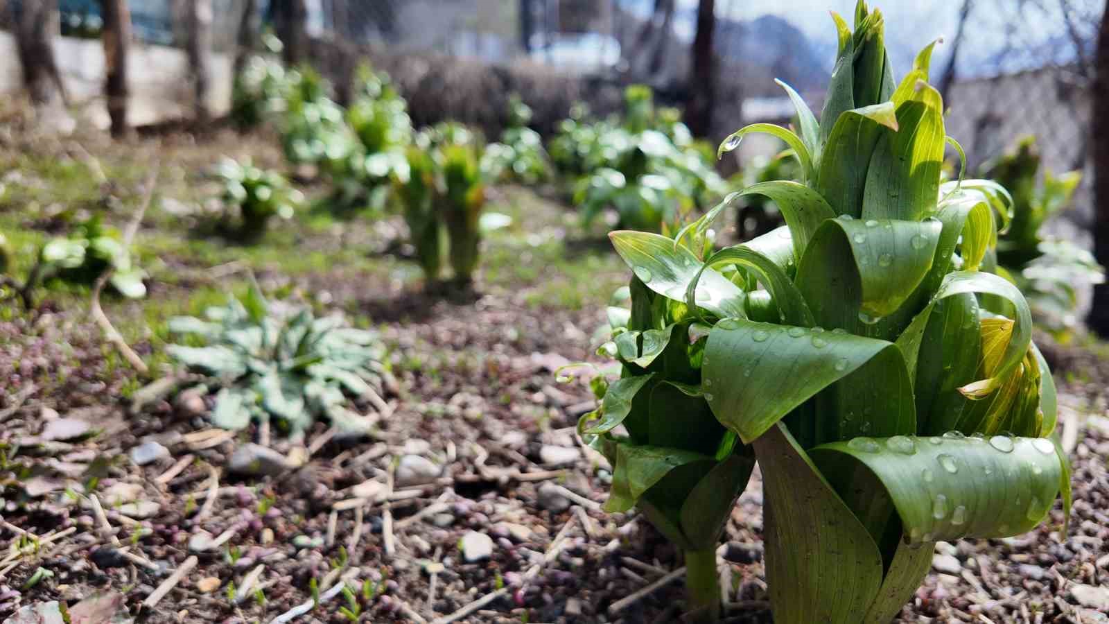 Sadece 20 g&uuml;nl&uuml;k &ouml;mr&uuml; var: Bu &ccedil;i&ccedil;eği koparmanın cezası 700 bin lira
