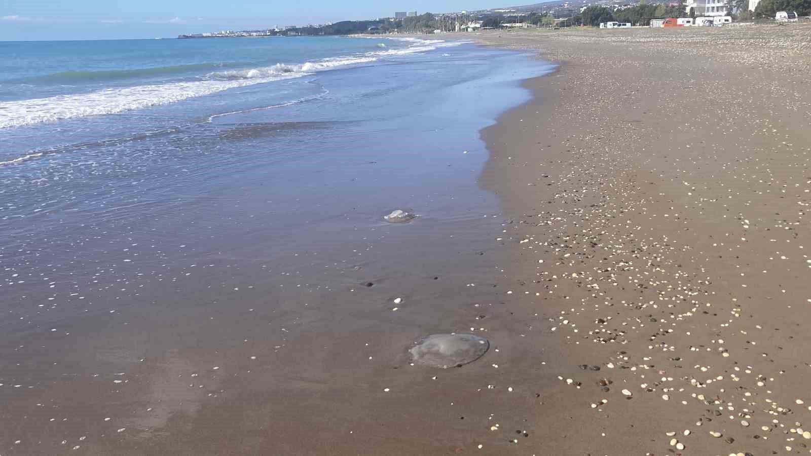 Akdeniz&rsquo;deki zehirli denizanaları Mersin sahillerine vurdu
