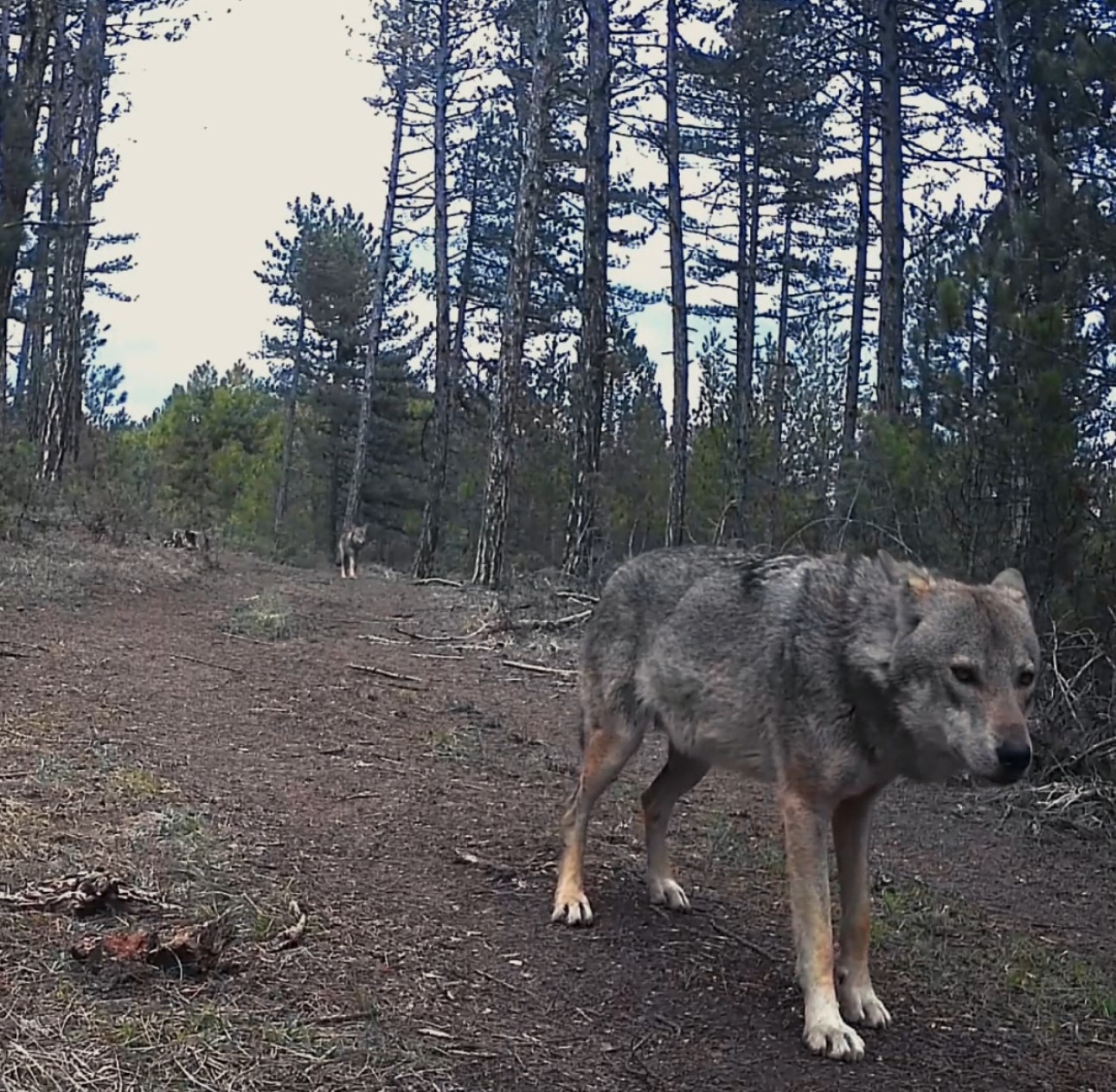 Karabük’te yerleşim yerlerine inen yaban hayvanları kamerada