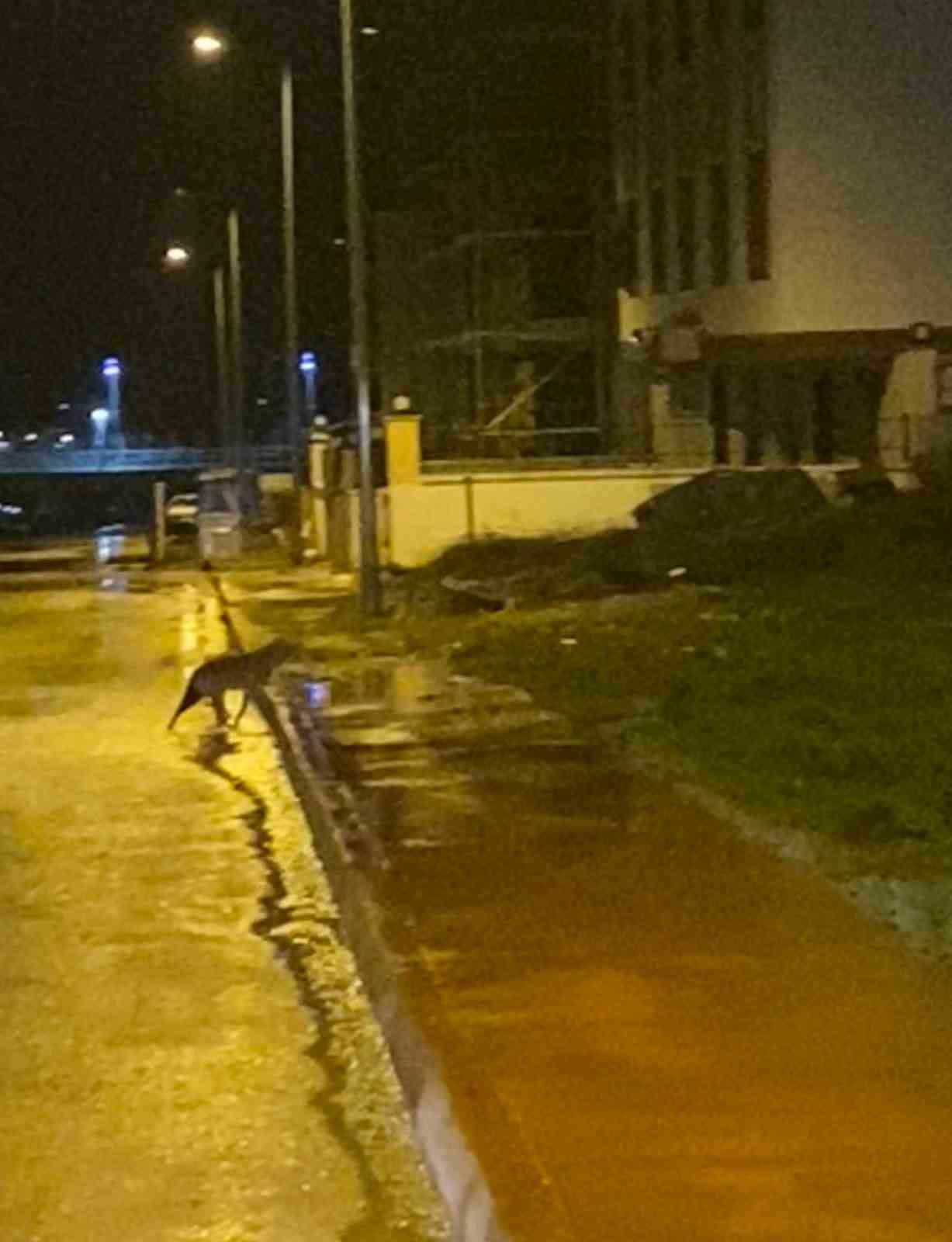 Karab&uuml;k&rsquo;te yerleşim yerlerine inen yaban hayvanları kamerada
