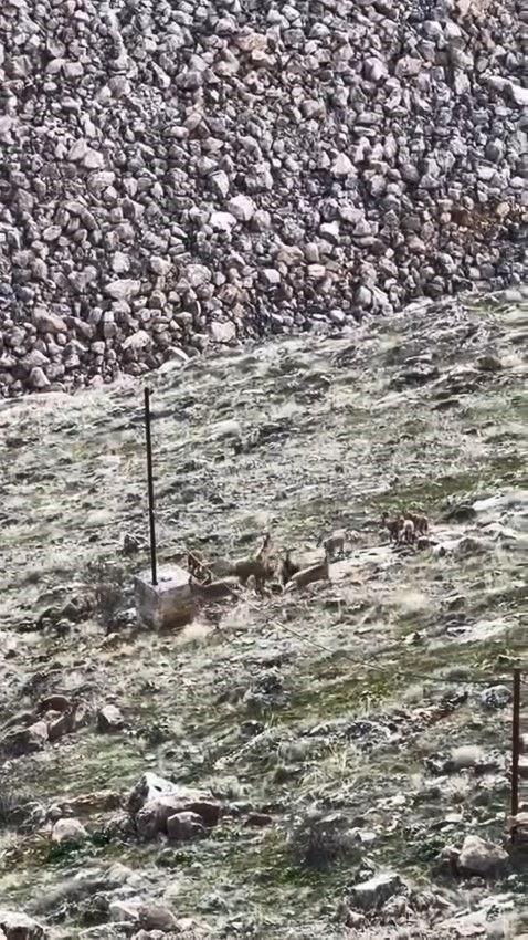 Elazığ’da dağ keçileri sürü halinde görüldü