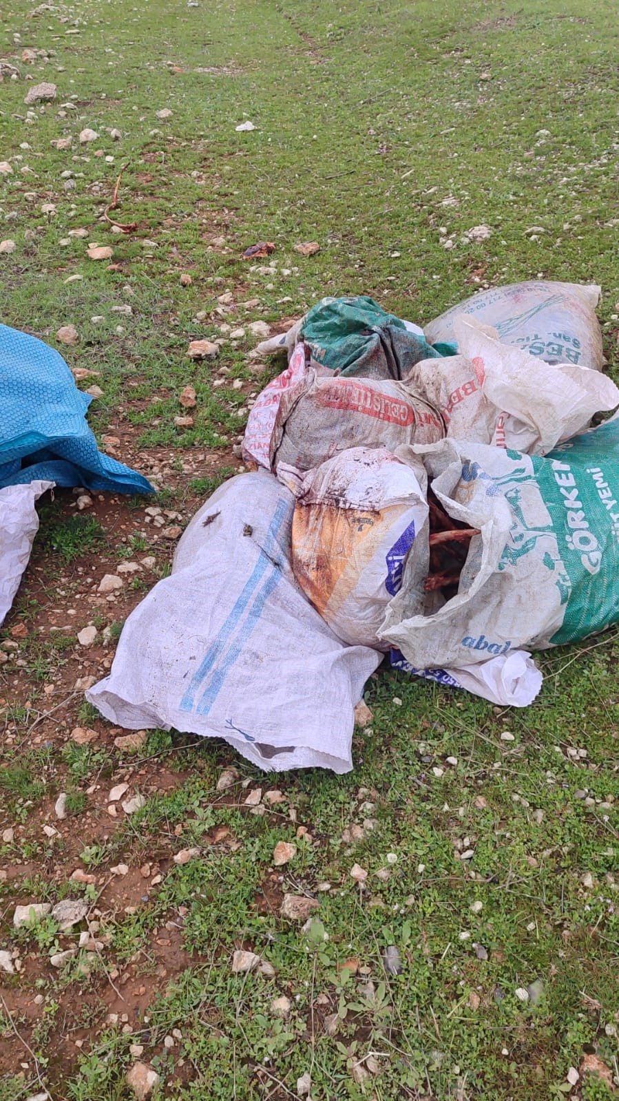 Şanlıurfa’da mide bulandıran görüntüler: Kesilmiş at kafası ve parçaları bulundu