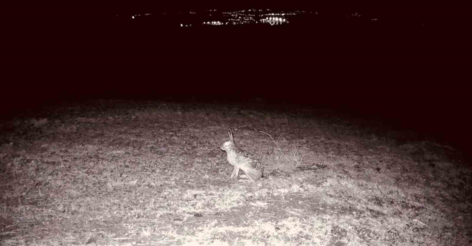 Kurt, &ccedil;akal, karaca ne ararsan var, yaban kedisi bile var
