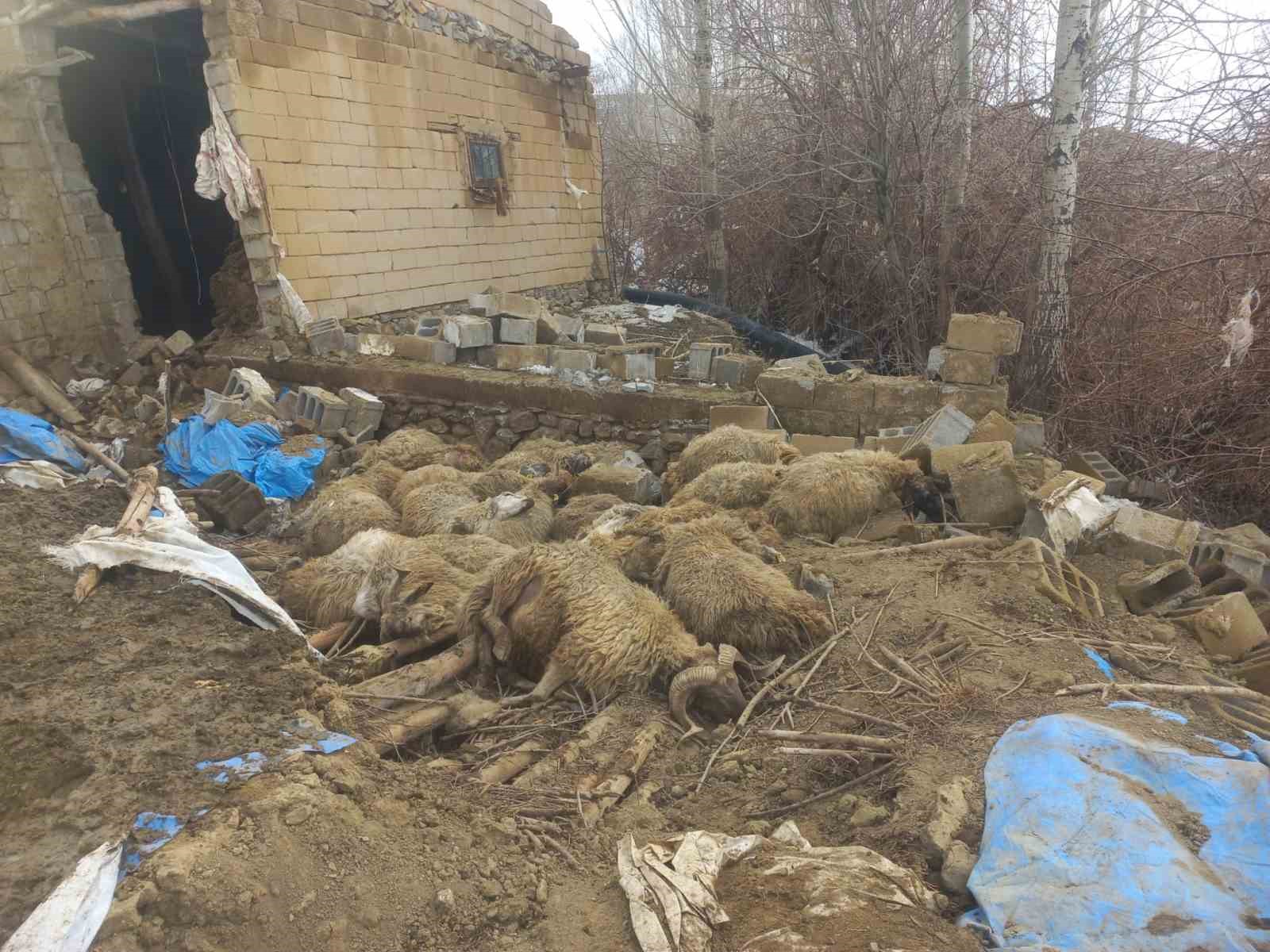 Van’da ahır çöktü, 23 küçükbaş hayvan telef oldu