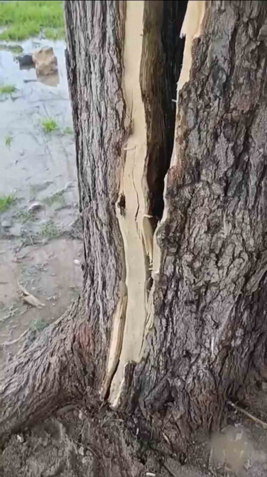 Mardin&rsquo;de yıldırımın isabet ettiği ağa&ccedil; ikiye b&ouml;l&uuml;nd&uuml;
