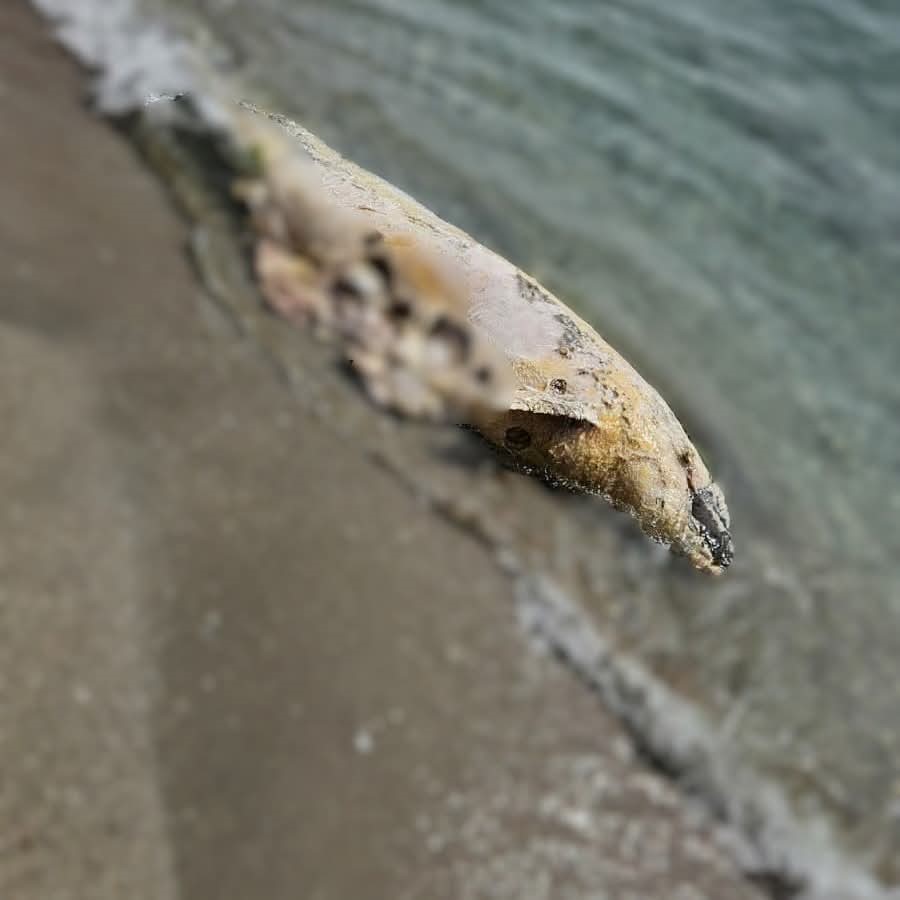 Tekirdağ’da yunus ölüsü bulundu