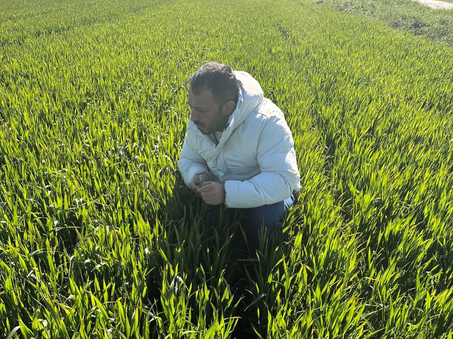 L&uuml;leburgaz ve Pehlivank&ouml;y&rsquo;de hububat tarlaları mercek altında
