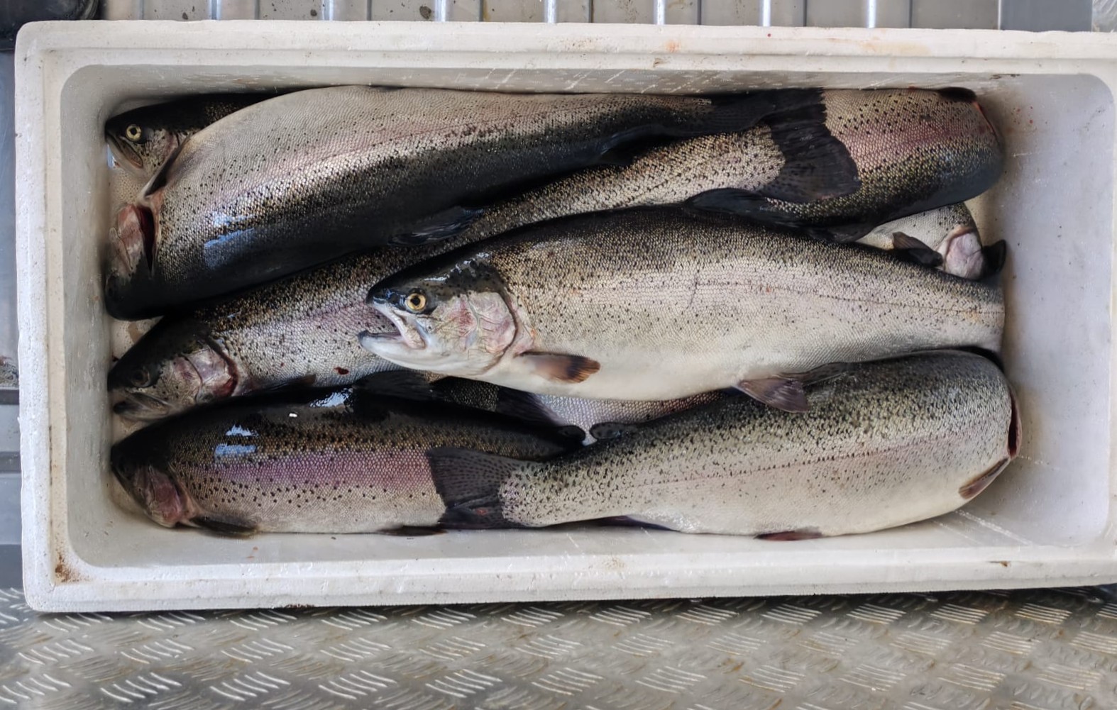 Kahramanmaraş&rsquo;ta su &uuml;r&uuml;nleri av yasağı başladı
