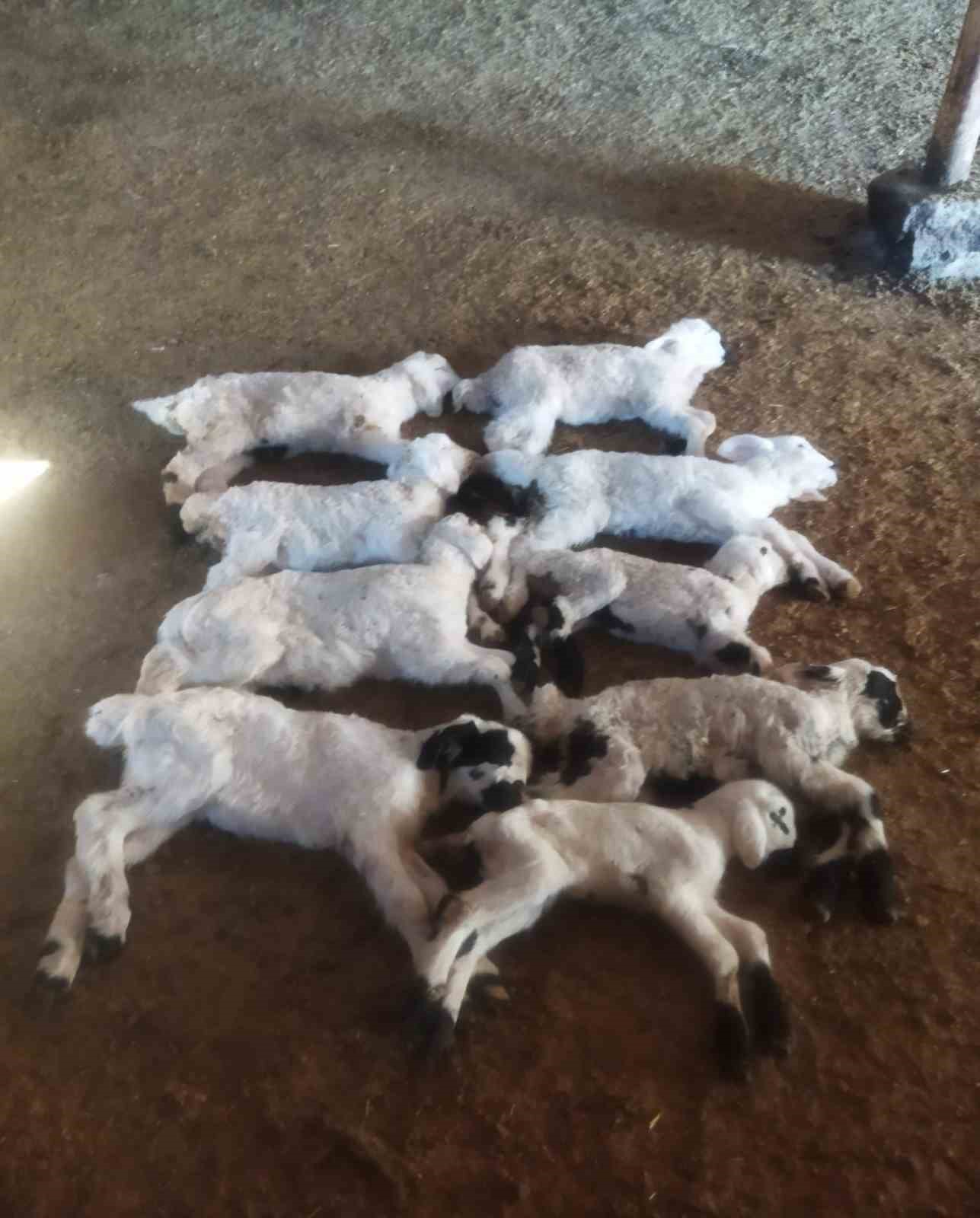 "Kuzu Septisemisi" yeni doğan kuzuları telef ediyor
