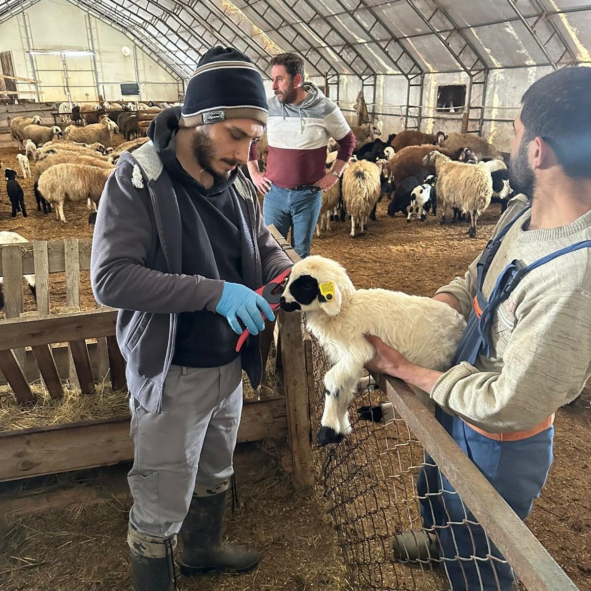 Refahiye’de hayvan sağlığı için sahadalar