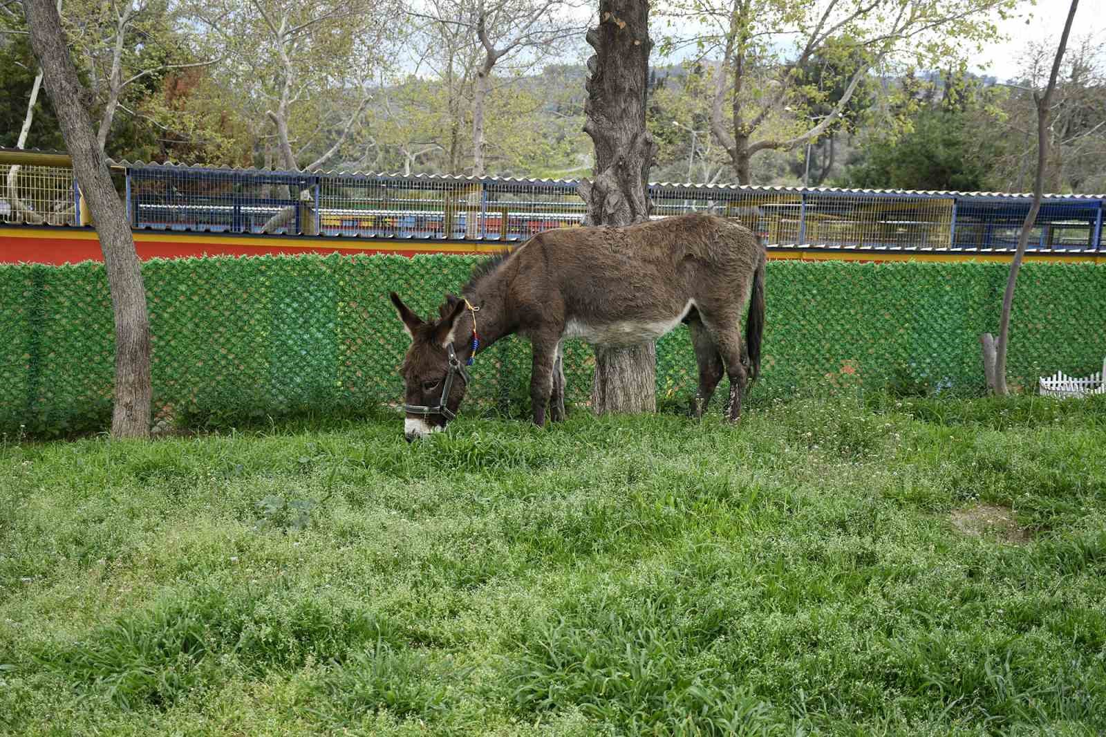 Kuşadası&rsquo;ndan saplandığı &ccedil;amurdan kurtarılan eşek koruma altına alındı
