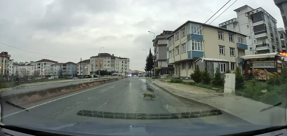Yoldan geçerken arabanın altında kalan kedi koşarak kaçtı: O anlar araç kamerasına saniye saniye yansıdı