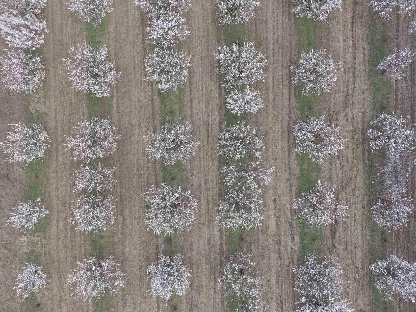 Iğdır’da kayısı ağaçları çiçek açtı, ova beyaza büründü