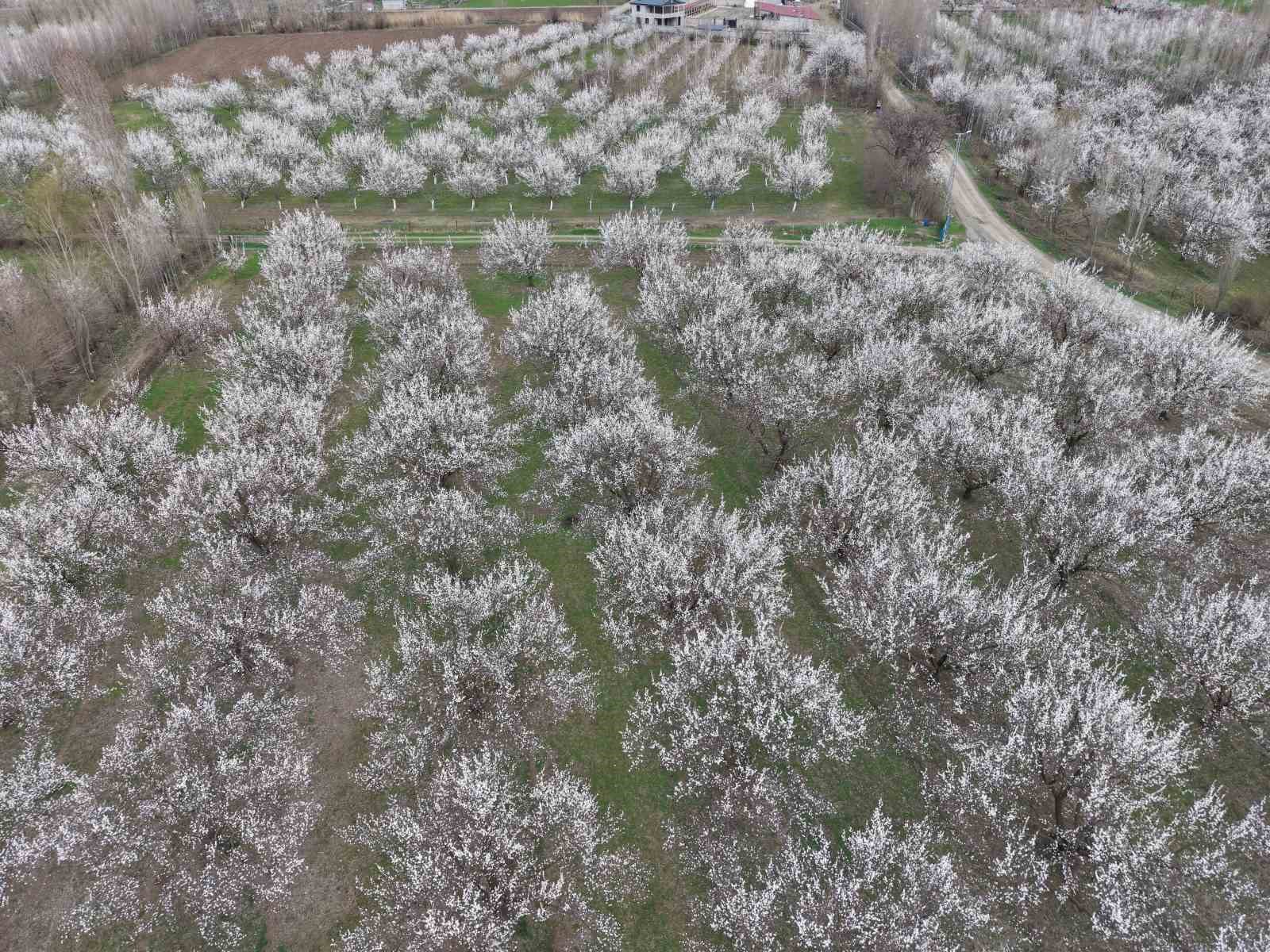 Iğdır’da kayısı ağaçları çiçek açtı, ova beyaza büründü