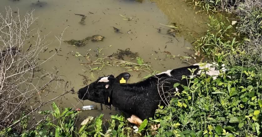 Su kanalına düşen inek itfaiye ekipleri tarafından kurtarıldı