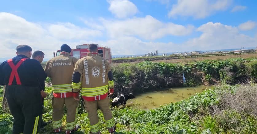 Su kanalına d&uuml;şen inek itfaiye ekipleri tarafından kurtarıldı
