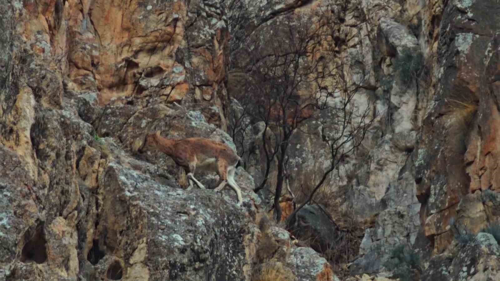 Dağ keçileri otoyol kenarına indi