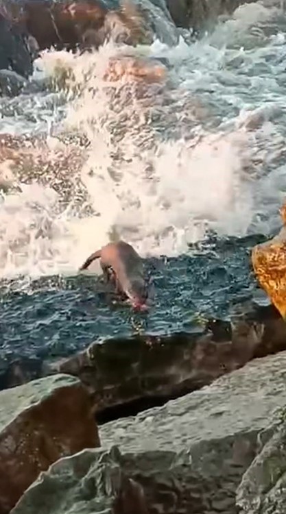 Akçakoca’da görülen su samuru vatandaşları heyecanlandırdı