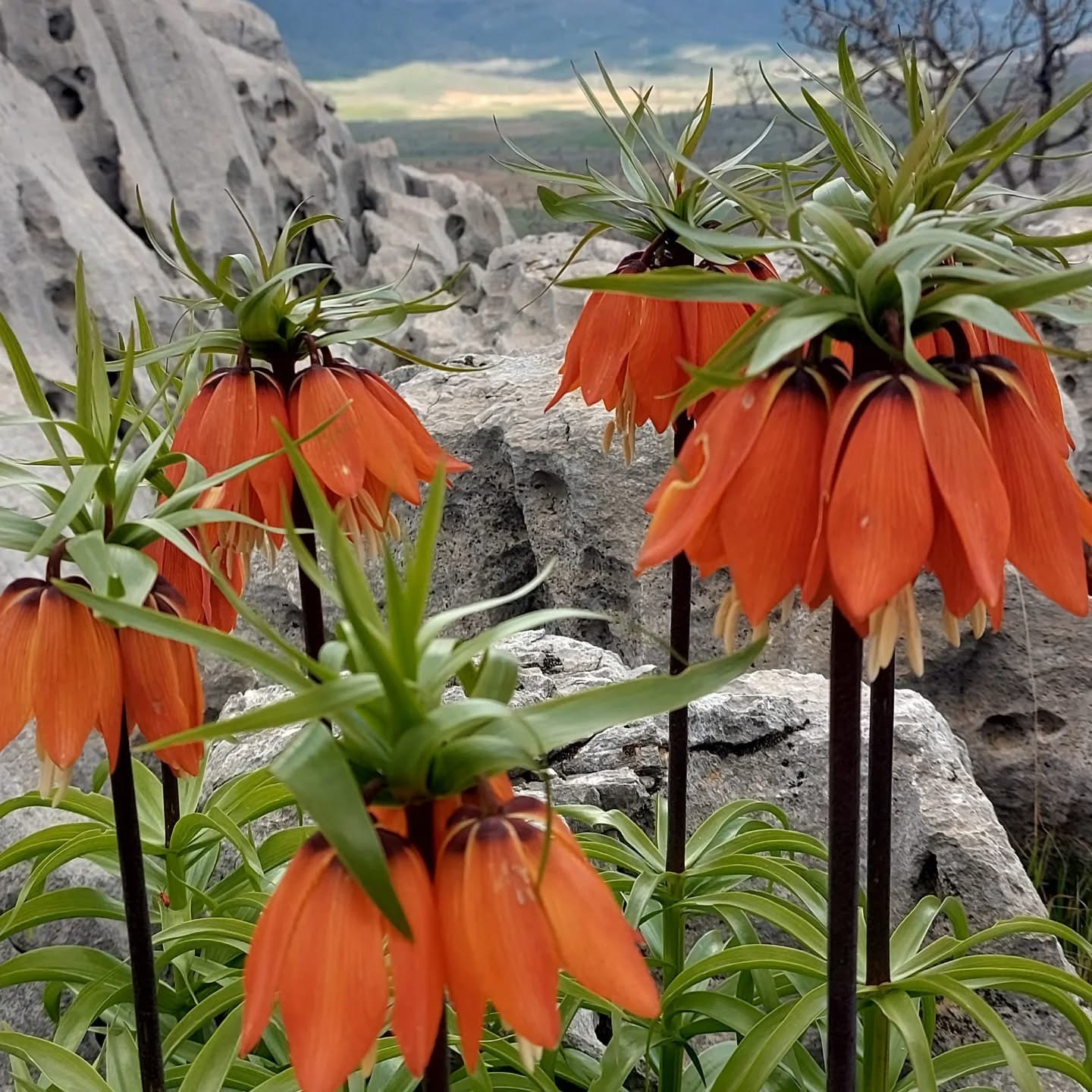 Diyarbakır’da açan ters laleler görenleri hayran bırakıyor