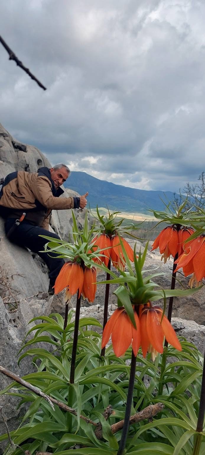 Diyarbakır&rsquo;da a&ccedil;an ters laleler g&ouml;renleri hayran bırakıyor
