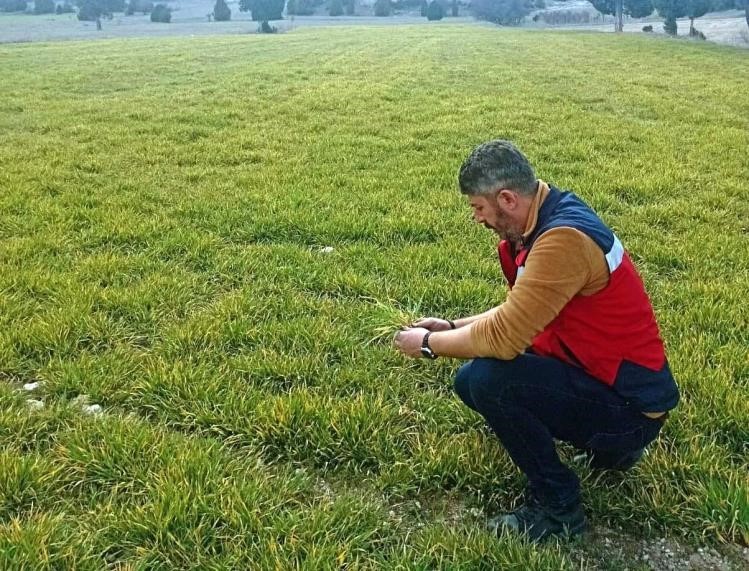 Aslanapa’da soğuktan zarar gören hububat ekili alanlarda inceleme