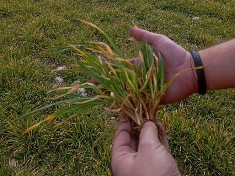 Aslanapa’da soğuktan zarar gören hububat ekili alanlarda inceleme