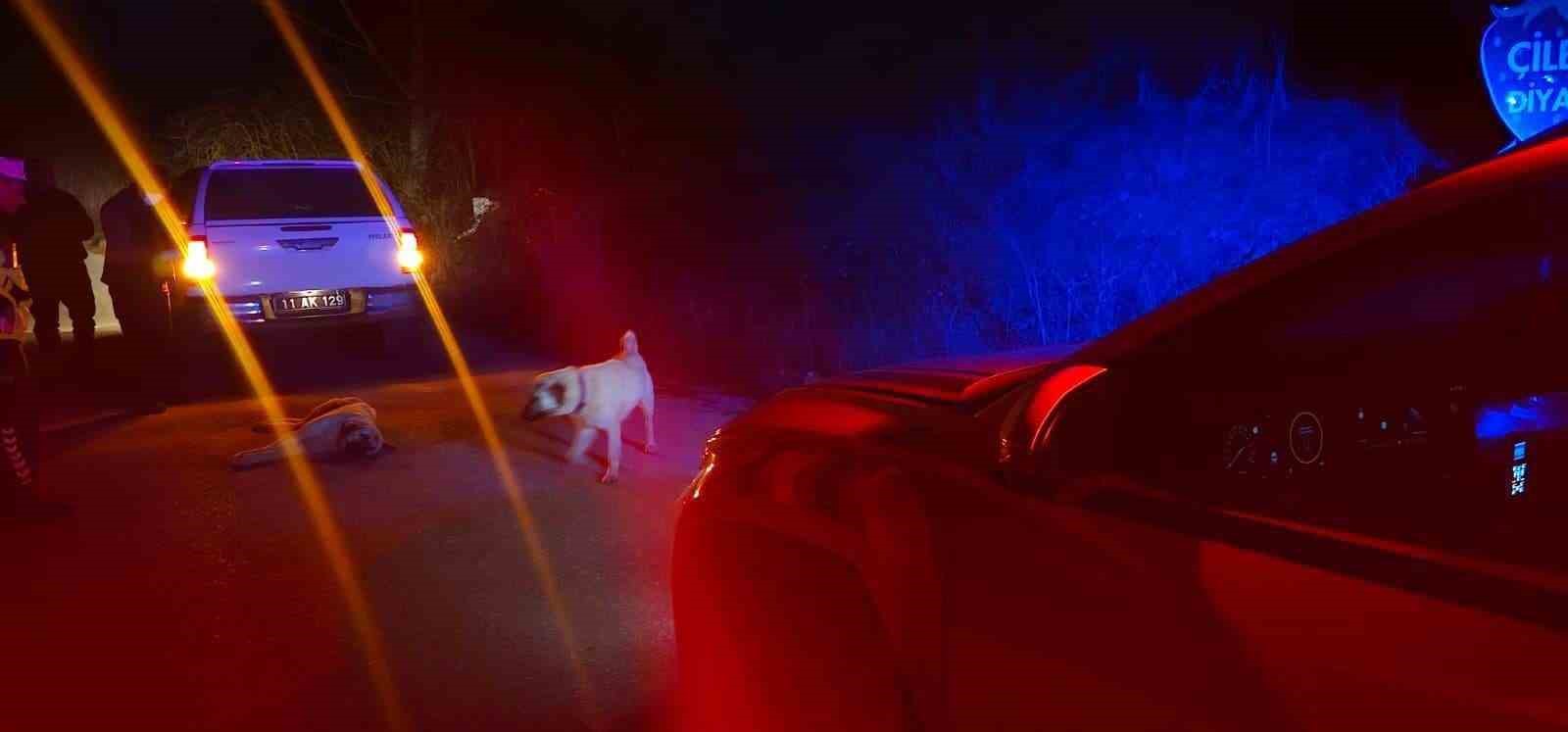 Yaralı k&ouml;pek ihbarına jandarma m&uuml;dahale etti
