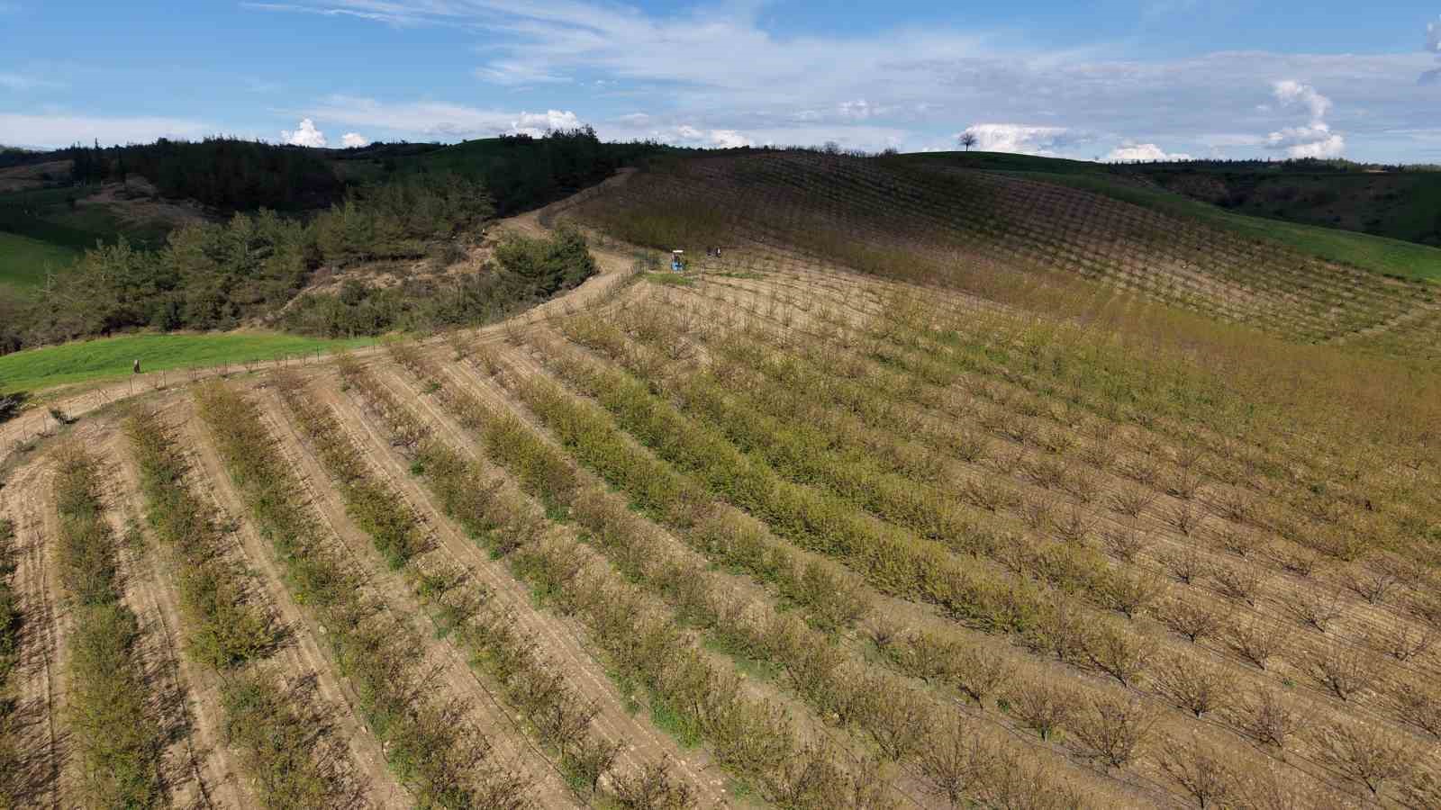 Adana’da dolu kayısı bahçelerini vurdu, çağlalar yere döküldü