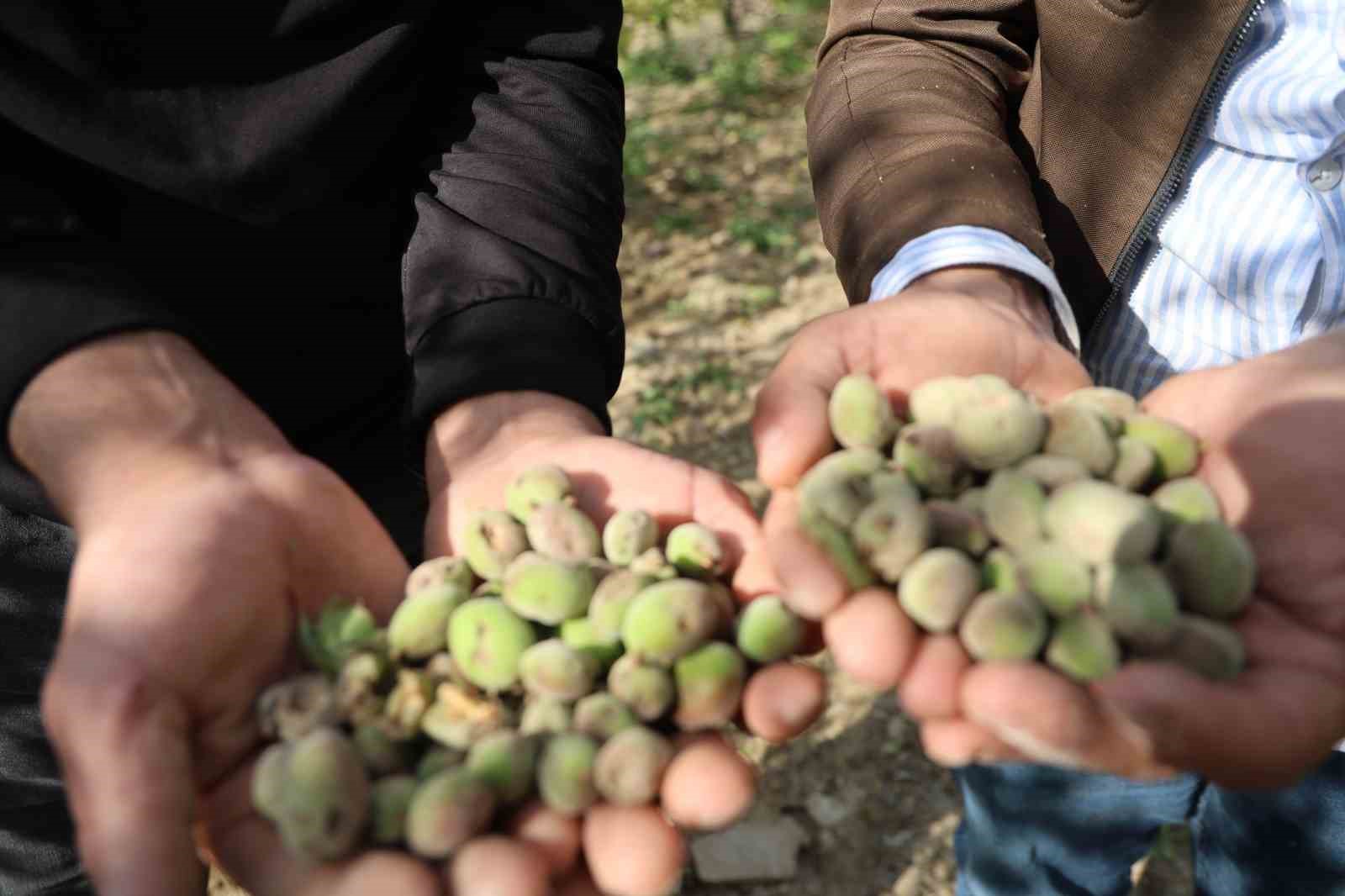 Adana&rsquo;da dolu kayısı bah&ccedil;elerini vurdu, &ccedil;ağlalar yere d&ouml;k&uuml;ld&uuml;
