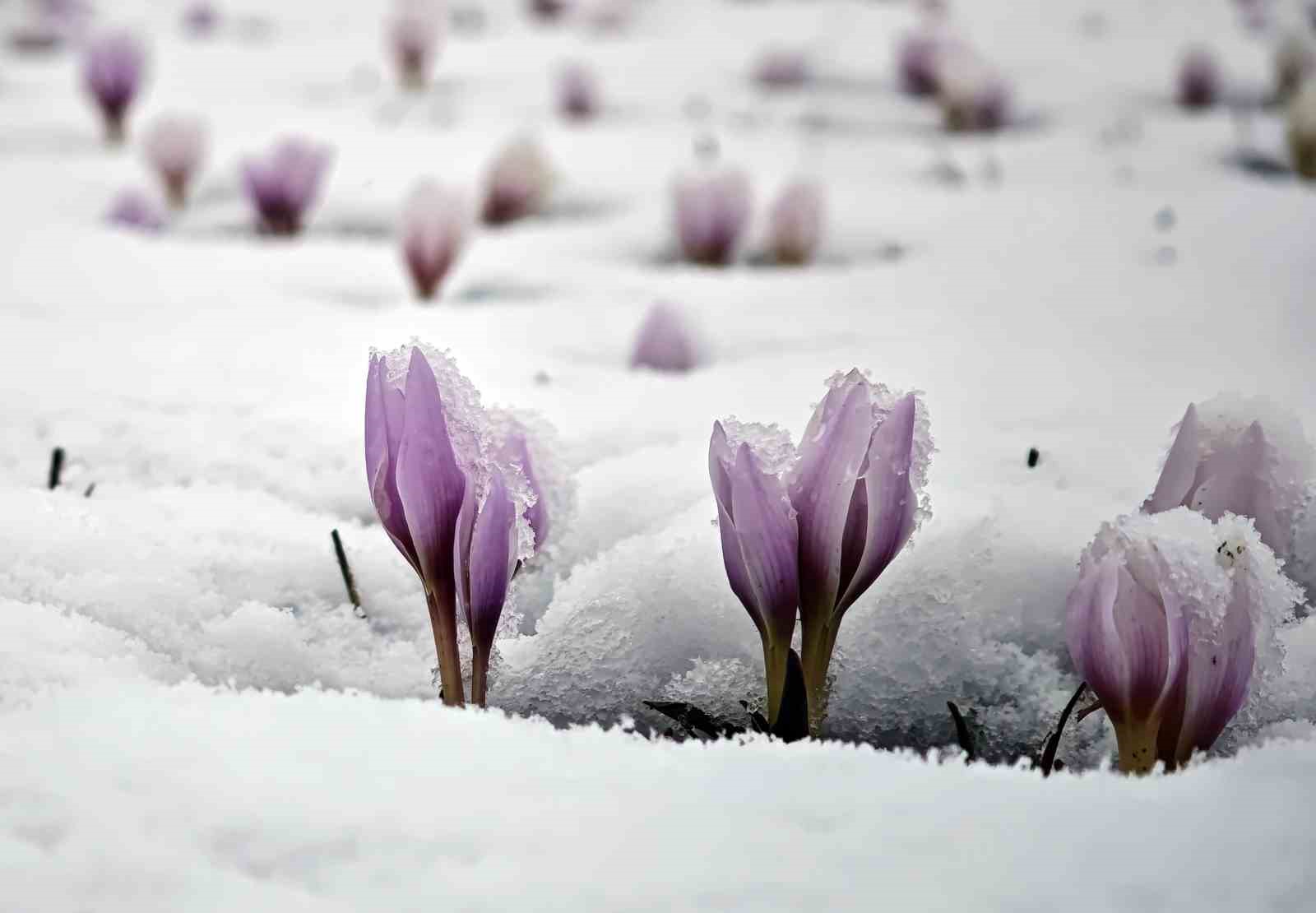 Karla buluşan &ccedil;iğdemler g&uuml;zel g&ouml;r&uuml;nt&uuml;ler oluşturdu
