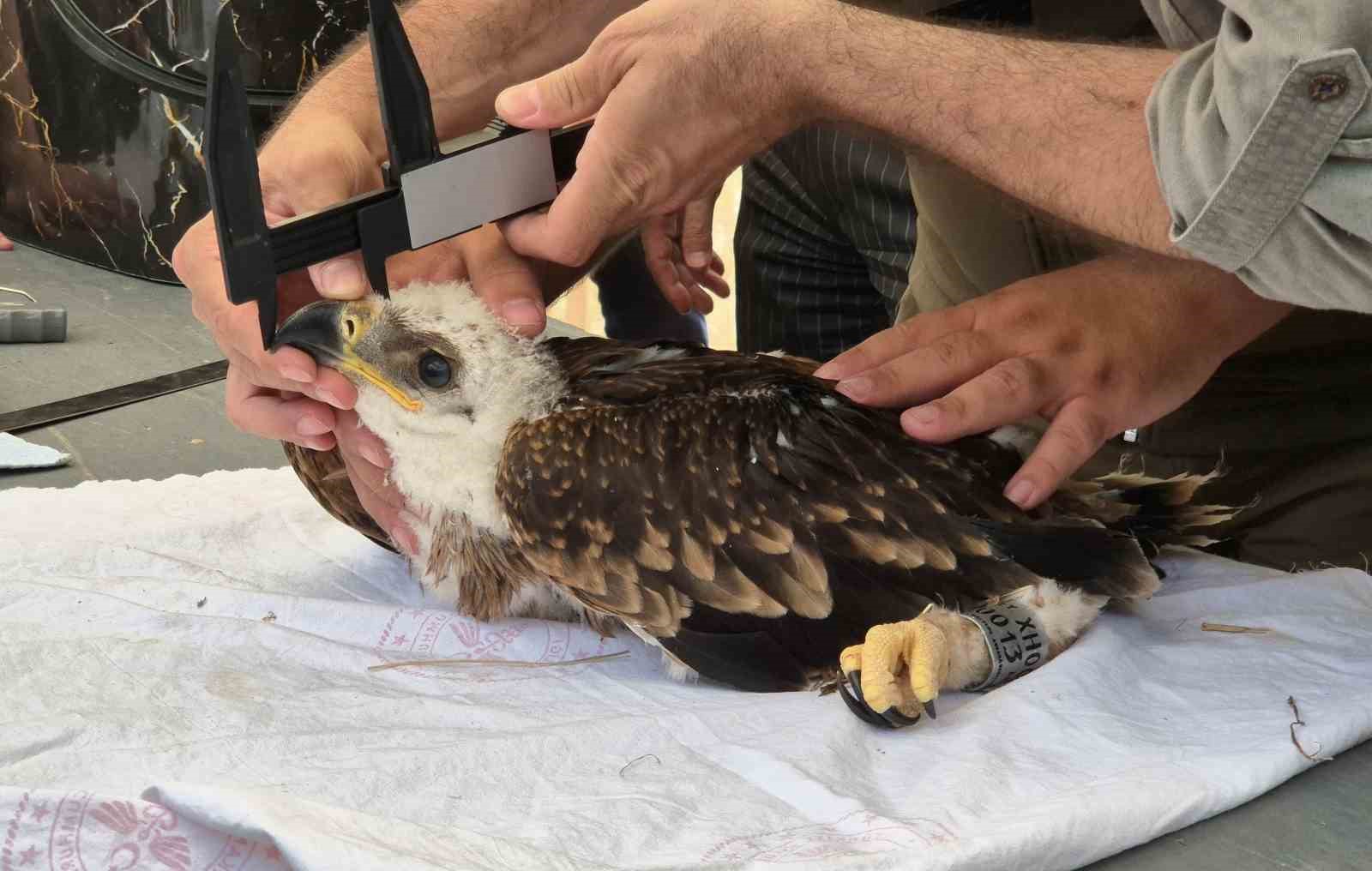 Doğanın u&ccedil;an yırtıcısına elektronik takip
