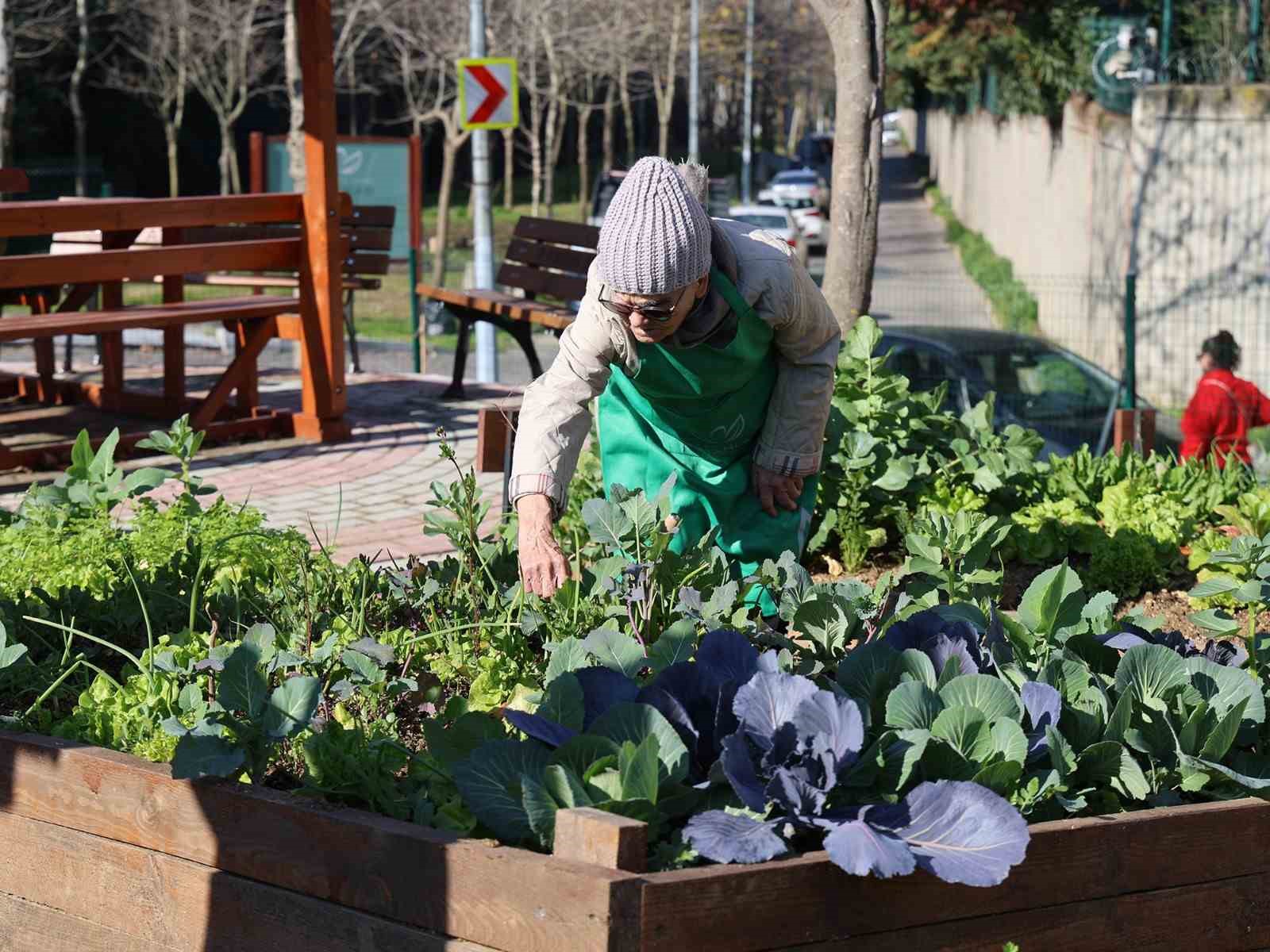 Ataşehir Kent Bostanları’nda yeni dönem heyecanı başlıyor
