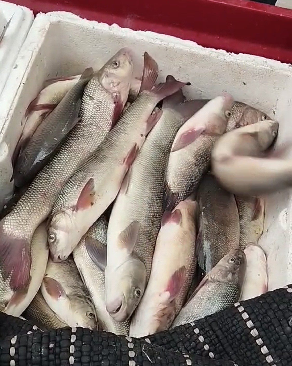 Diyarbakır&rsquo;da av yasağı başladı
