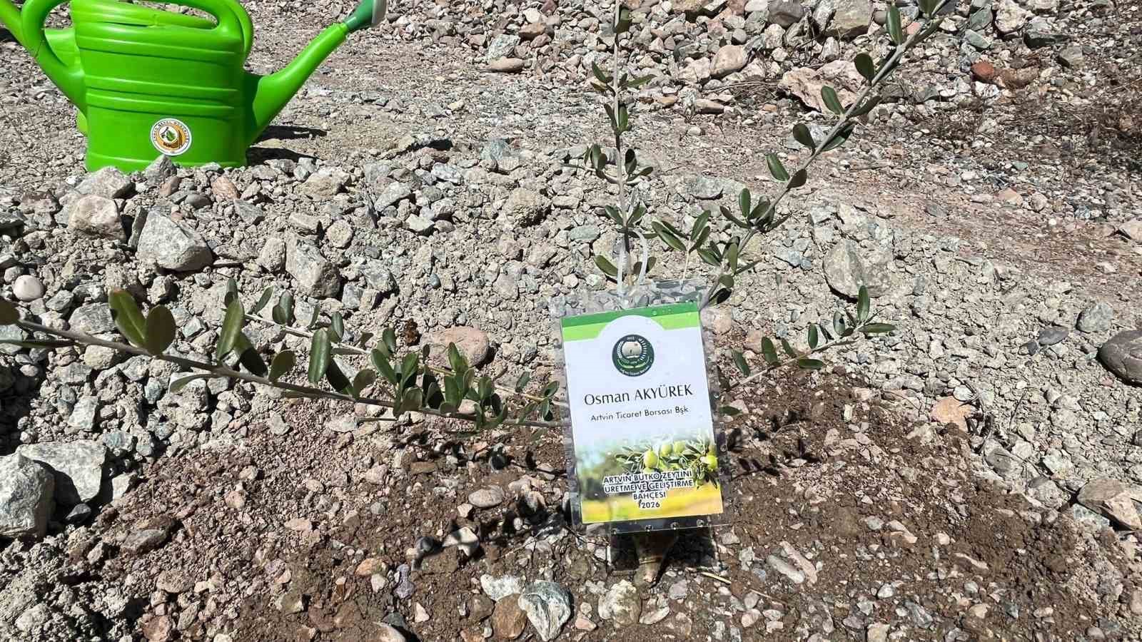 Artvin&rsquo;de 450 Butko zeytini fidanı toprakla buluşturuldu
