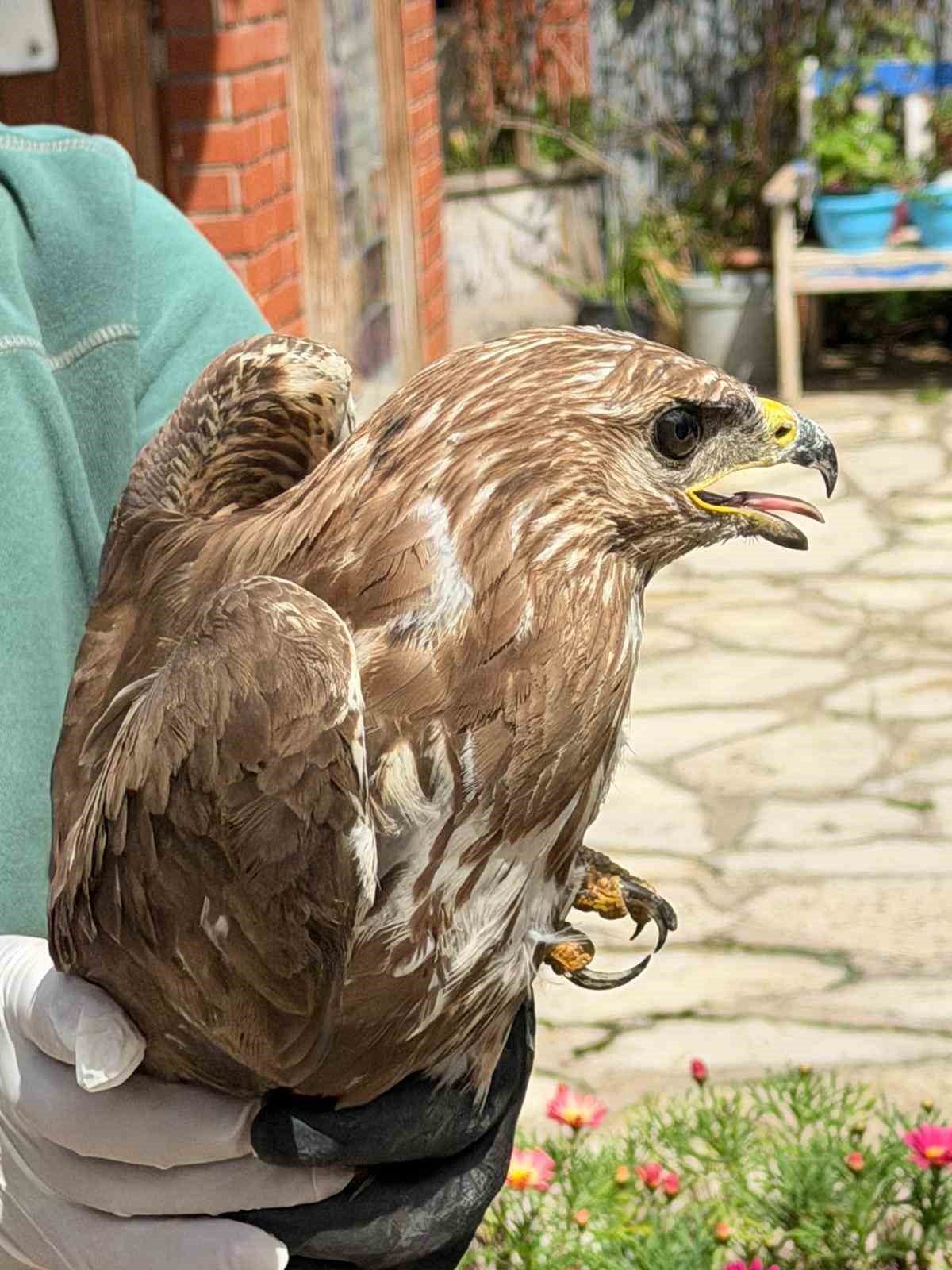 Kuşadası&rsquo;nda yaralı şahin tedavisinin ardından doğaya bırakıldı

