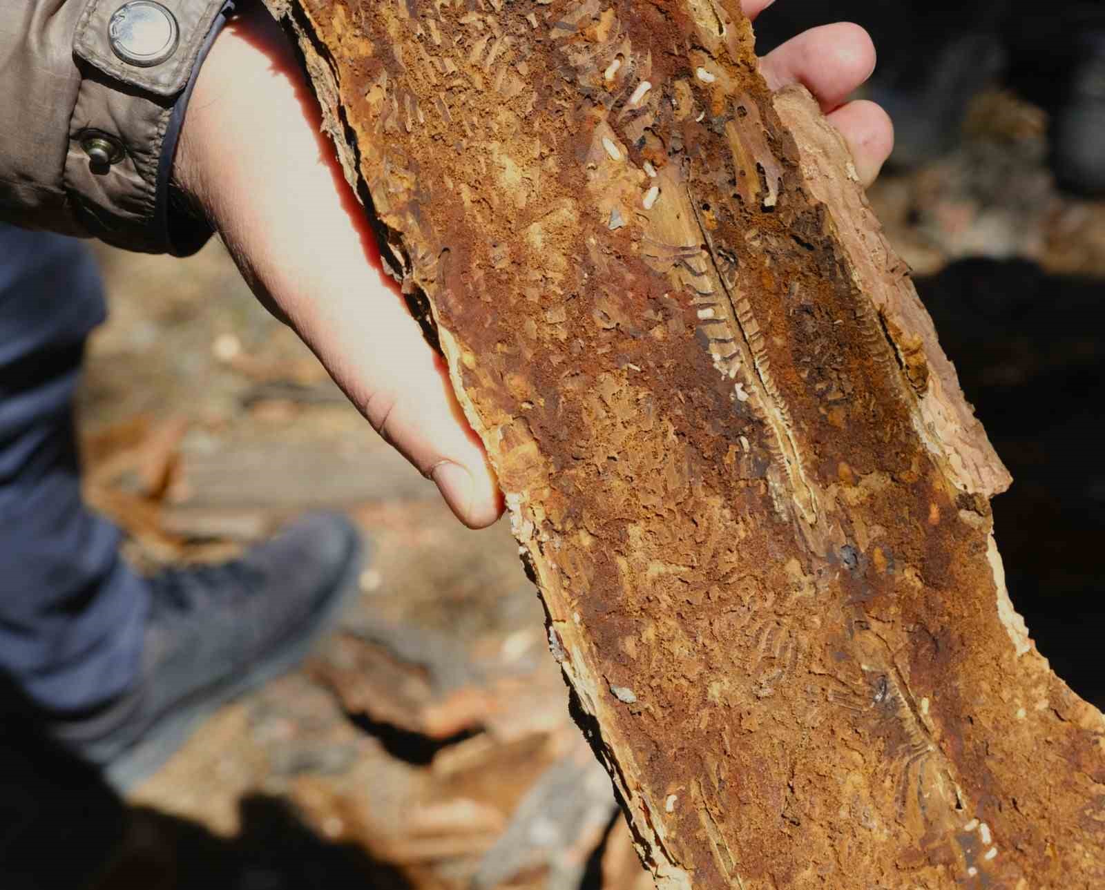 Kahramanmaraş&rsquo;ta orman zararlılarına karşı m&uuml;cadele sahada incelendi
