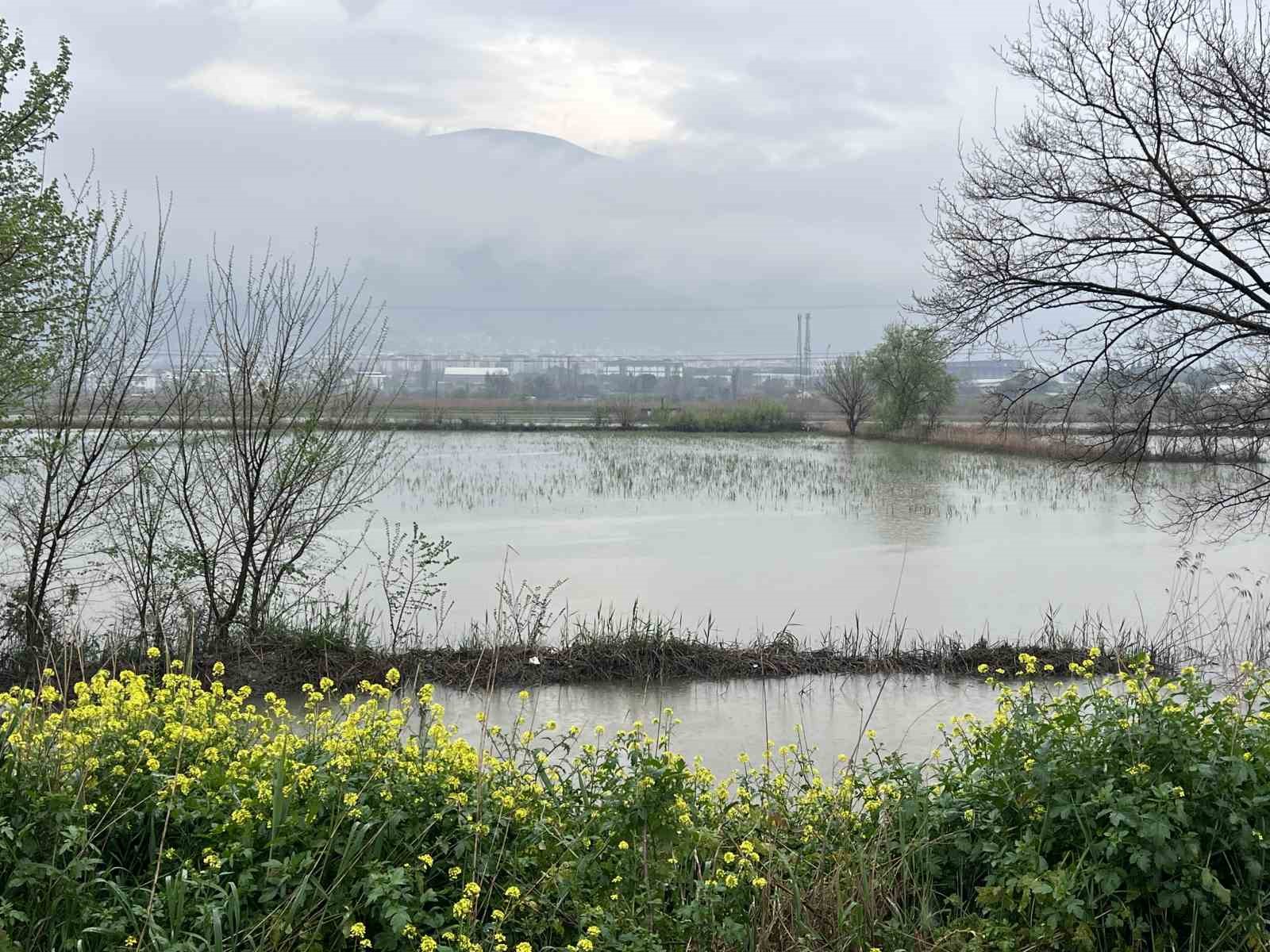 Gediz taşkını yerleşim alanlarına ulaştı
