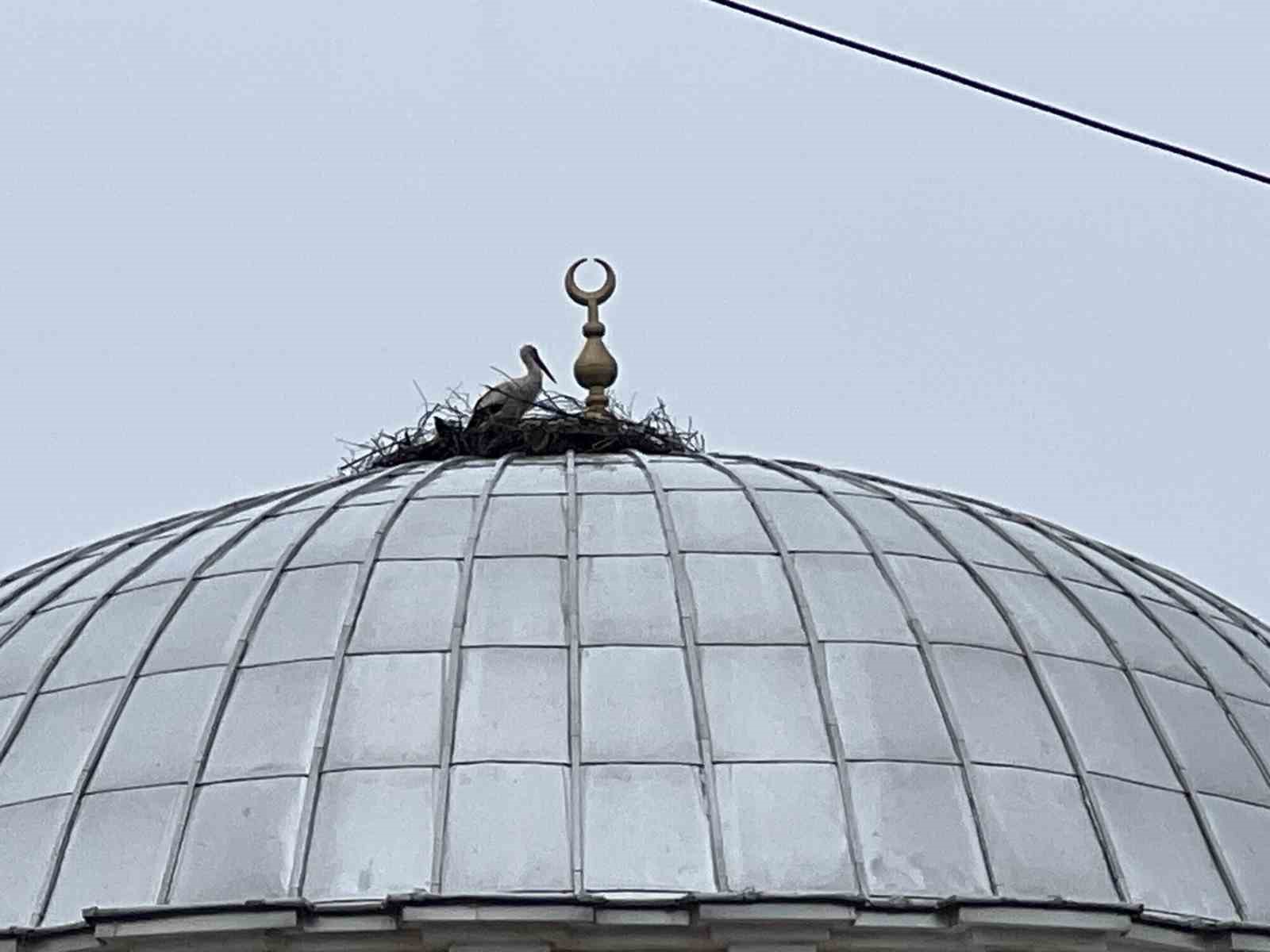 Kubbedeki leylekler mahalle yaşantısına renk katıyor
