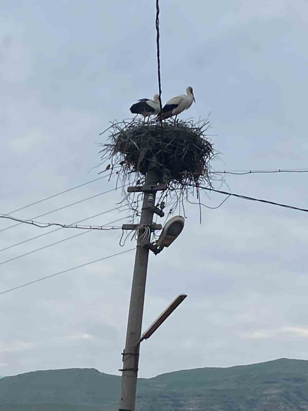 2 aşık leylek geleneği bozmadı
