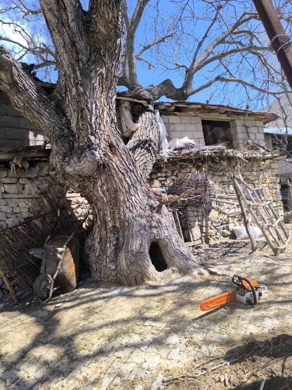 Çatak’ta ceviz ağacı ahırın üzerine devrildi