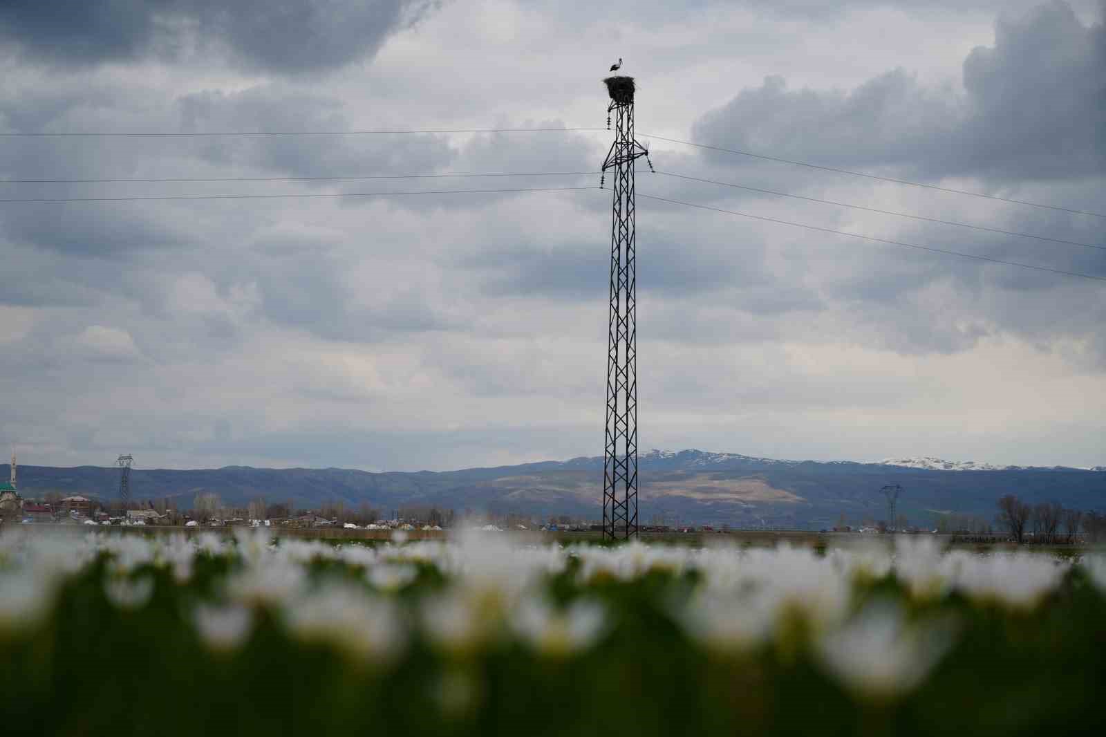Muş Ovası&rsquo;nda baharın habercisi leylekler kulu&ccedil;kaya hazırlanıyor
