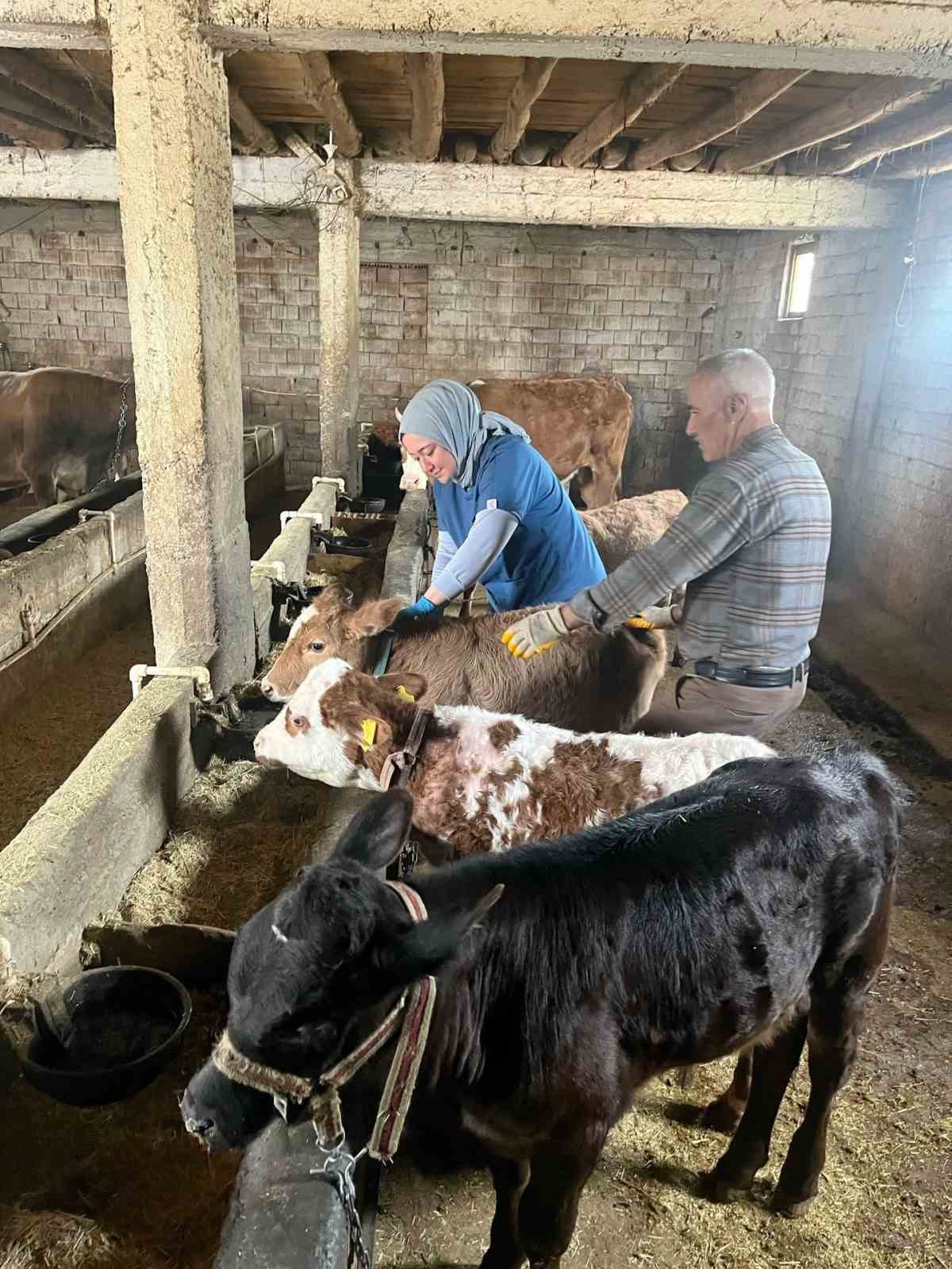 Elazığ’da şap aşılama çalışması sürüyor
