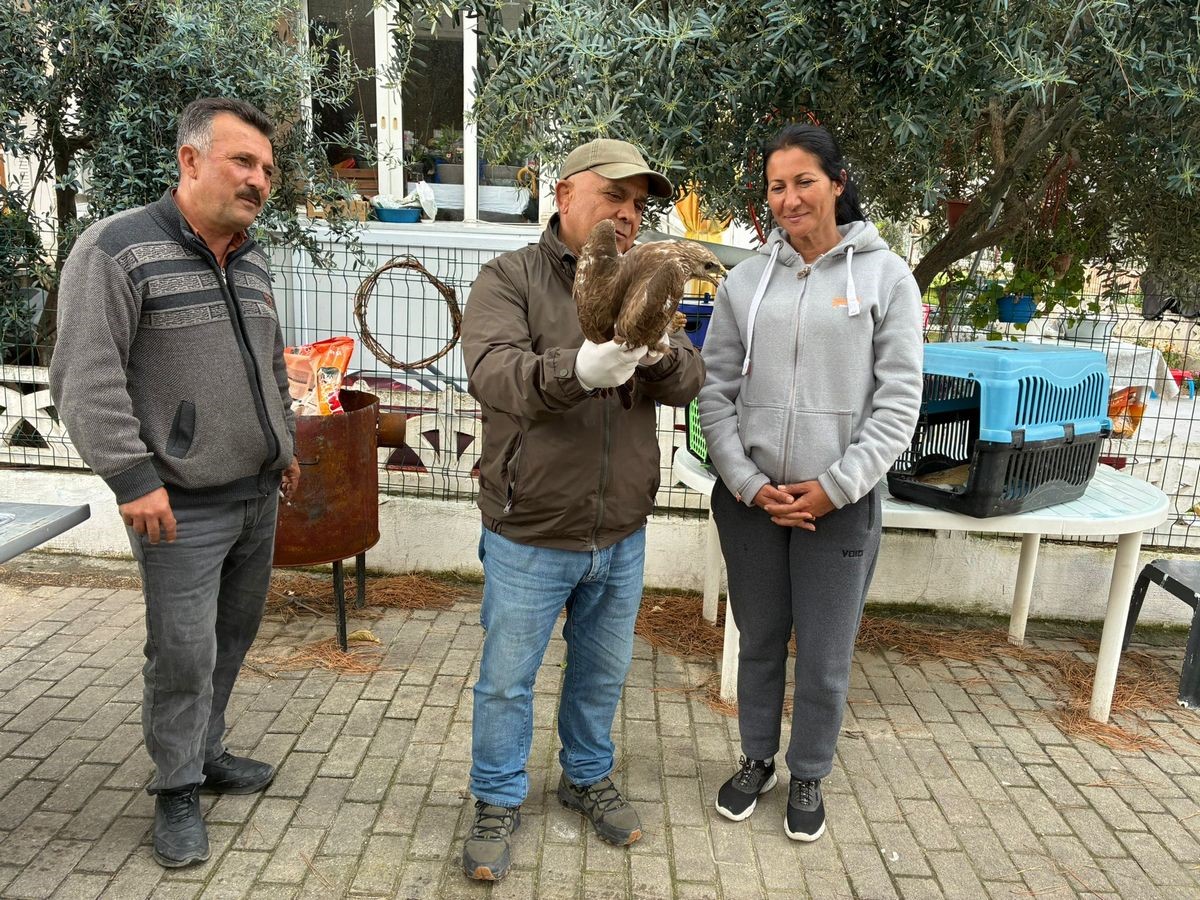 Kuşadası’nda yaralı şahin tedavisinin ardından doğaya bırakıldı