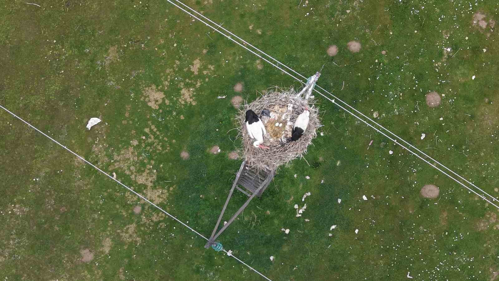 Muş Ovası’nda baharın habercisi leylekler kuluçkaya hazırlanıyor