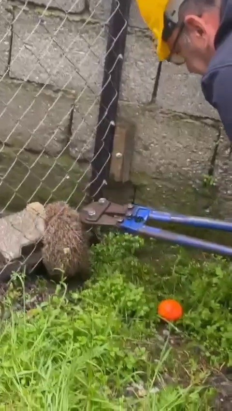 Tel &ouml;rg&uuml;ye sıkışıp, mahsur kalan kirpi kurtarıldı
