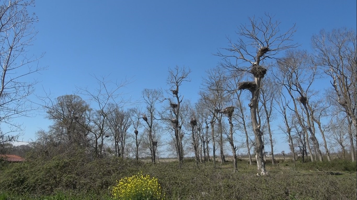 Leylek Ormanı şenlendi: G&ouml;renler hayran kaldı
