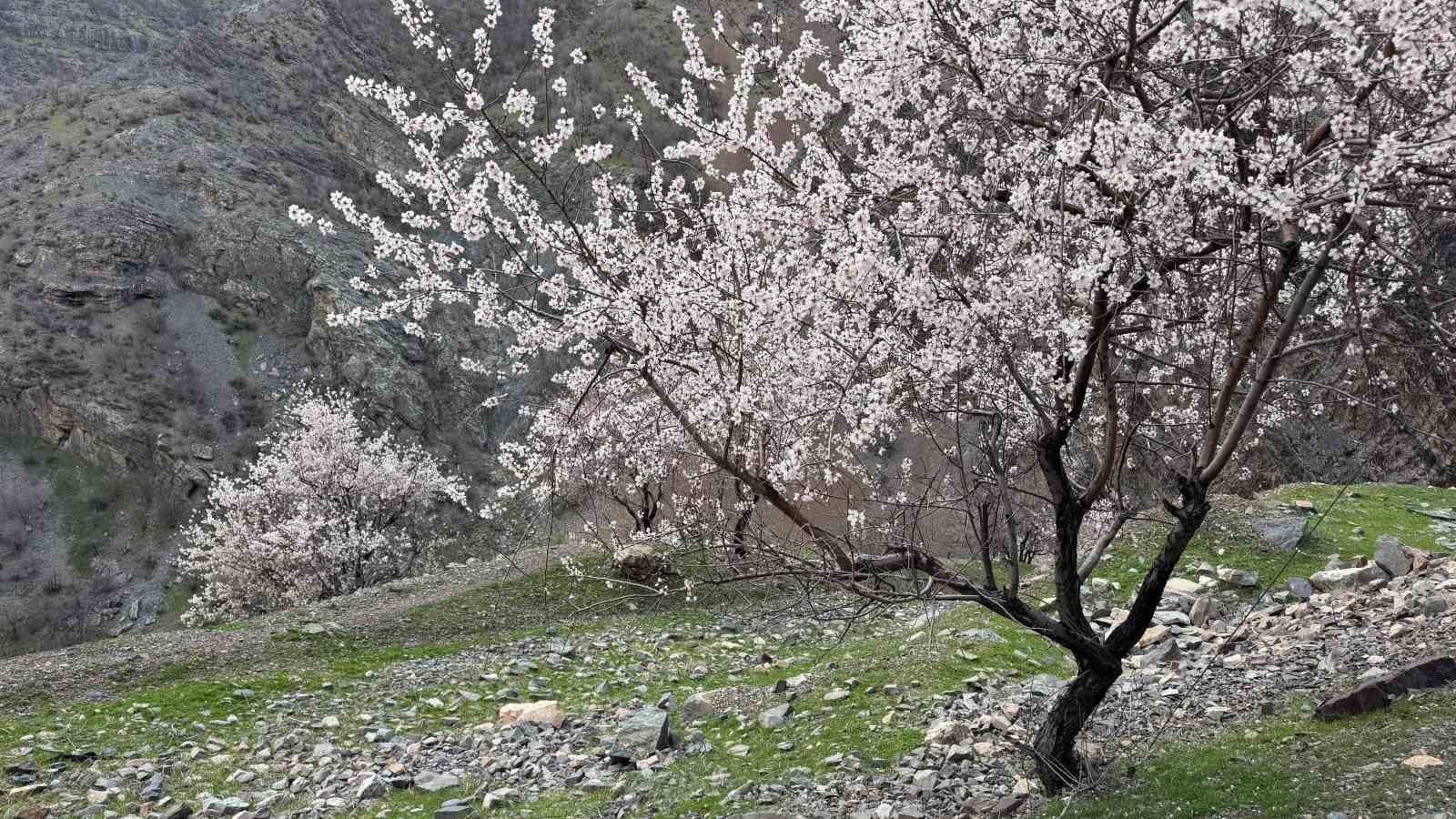 Şırnak&rsquo;ta badem ağa&ccedil;ları &ccedil;i&ccedil;ek a&ccedil;tı
